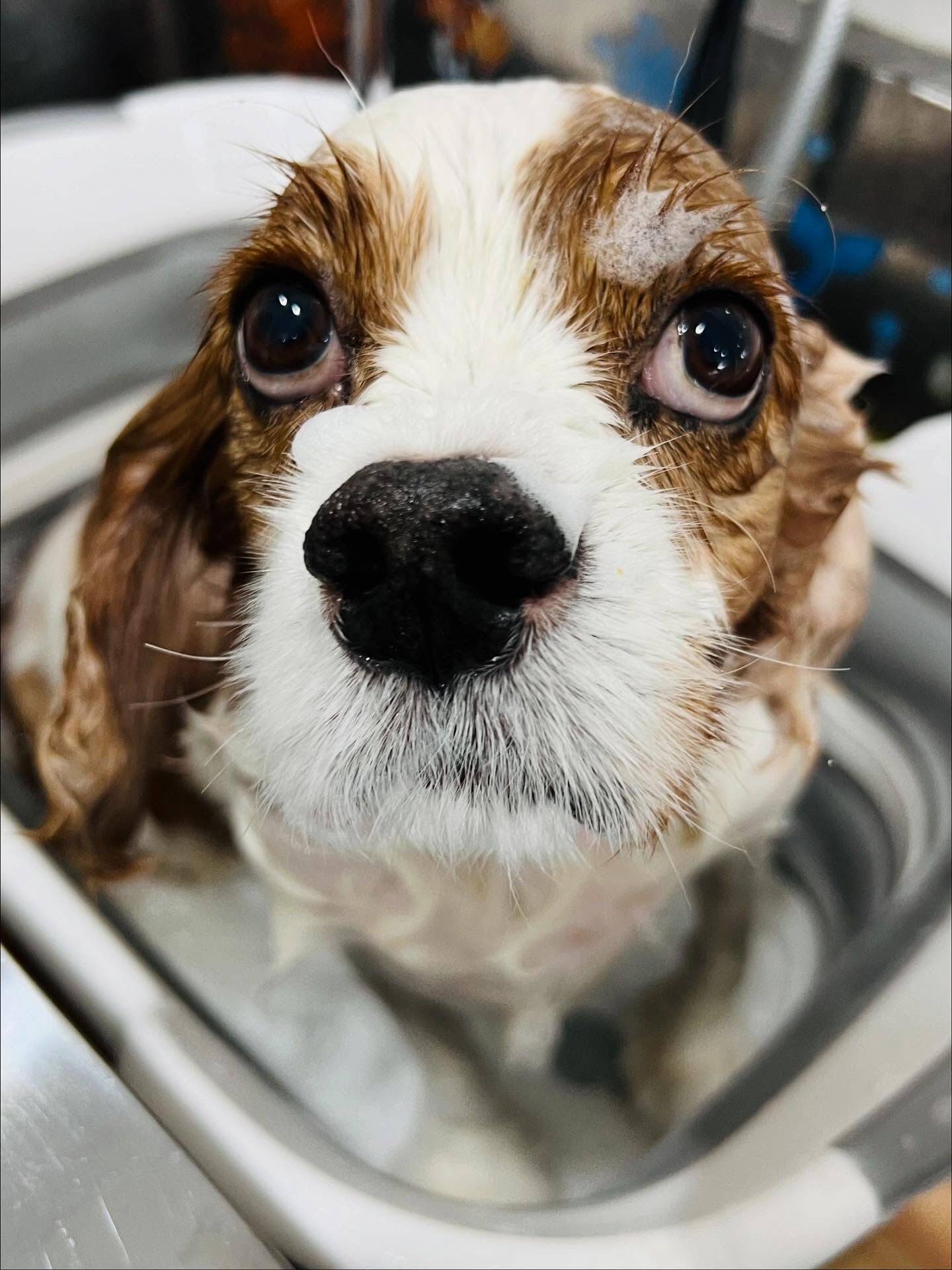 ご来店いただいたロンくんです🐶✨