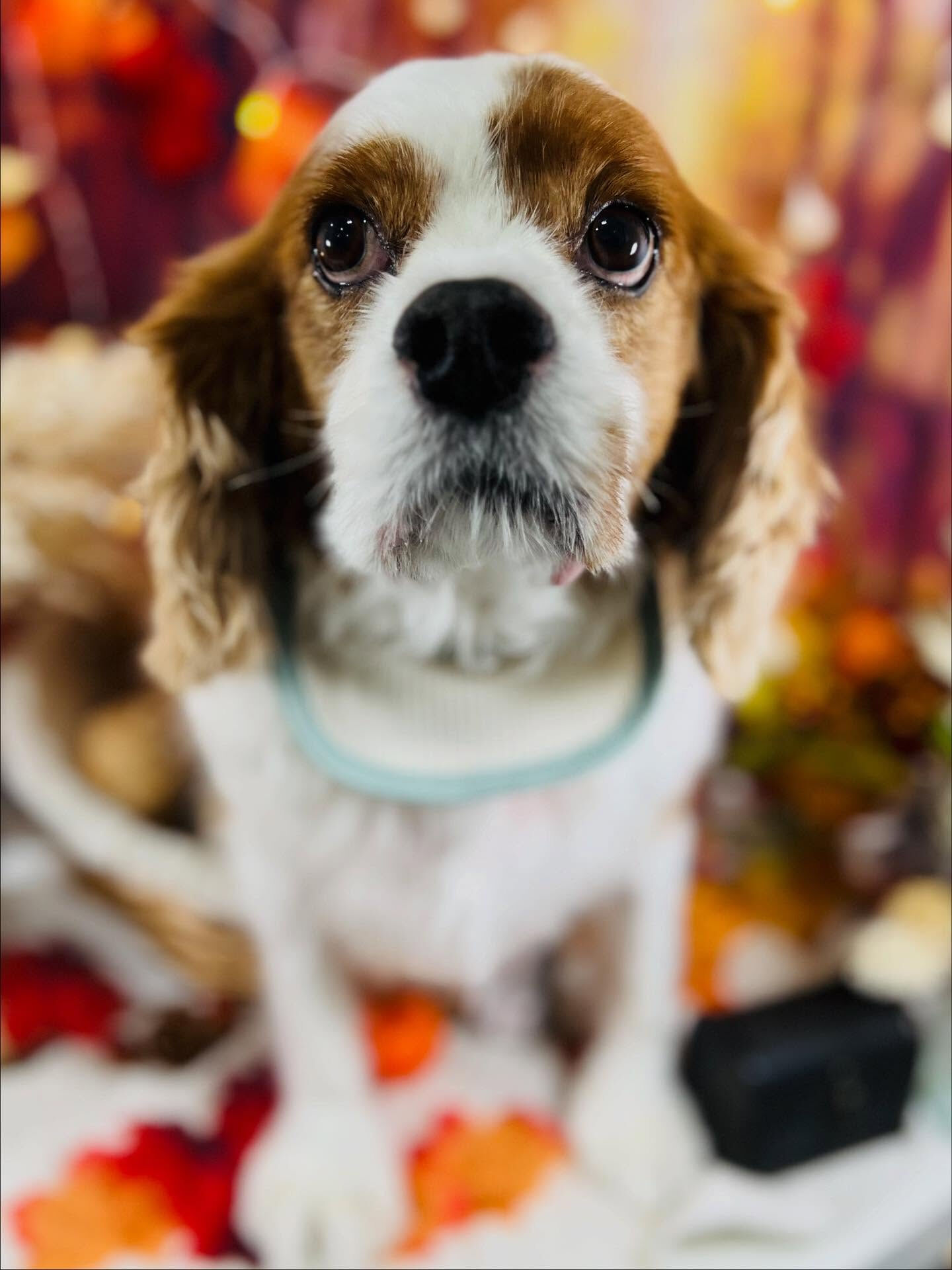 ご来店いただいたロンくんです🐶✨