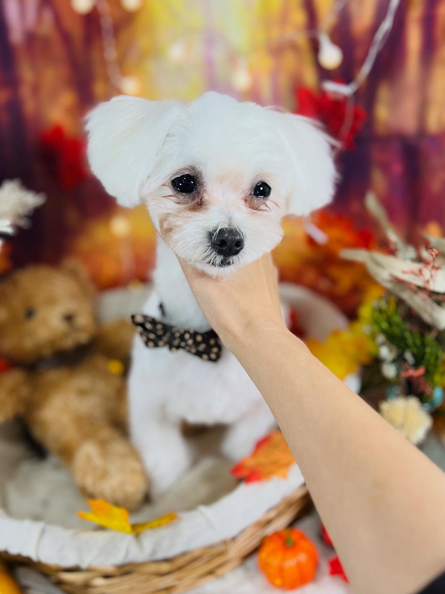 ご来店いただいたラテくんです🐶✨