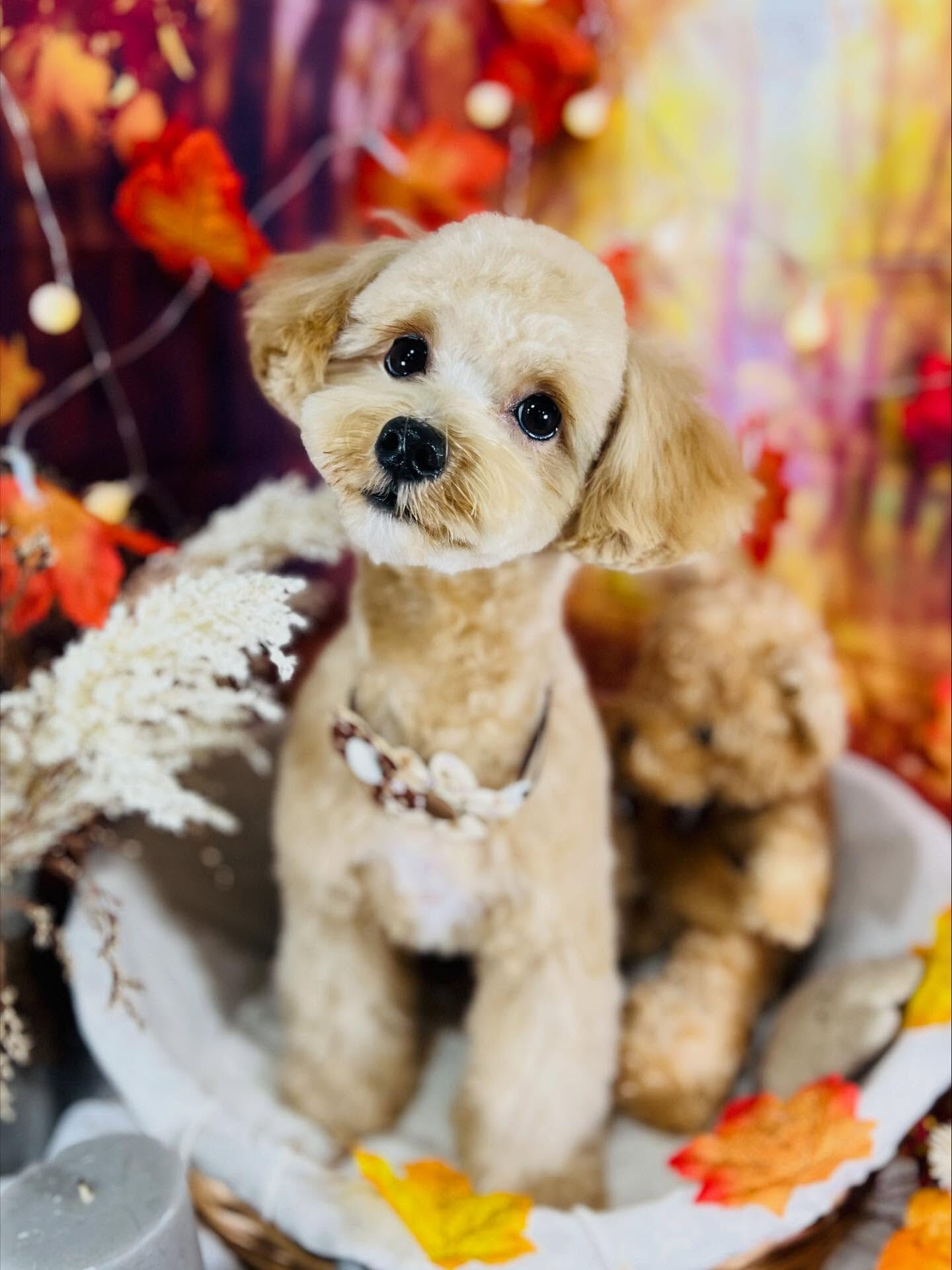 ご来店いただいたきなこくんです🐶✨
