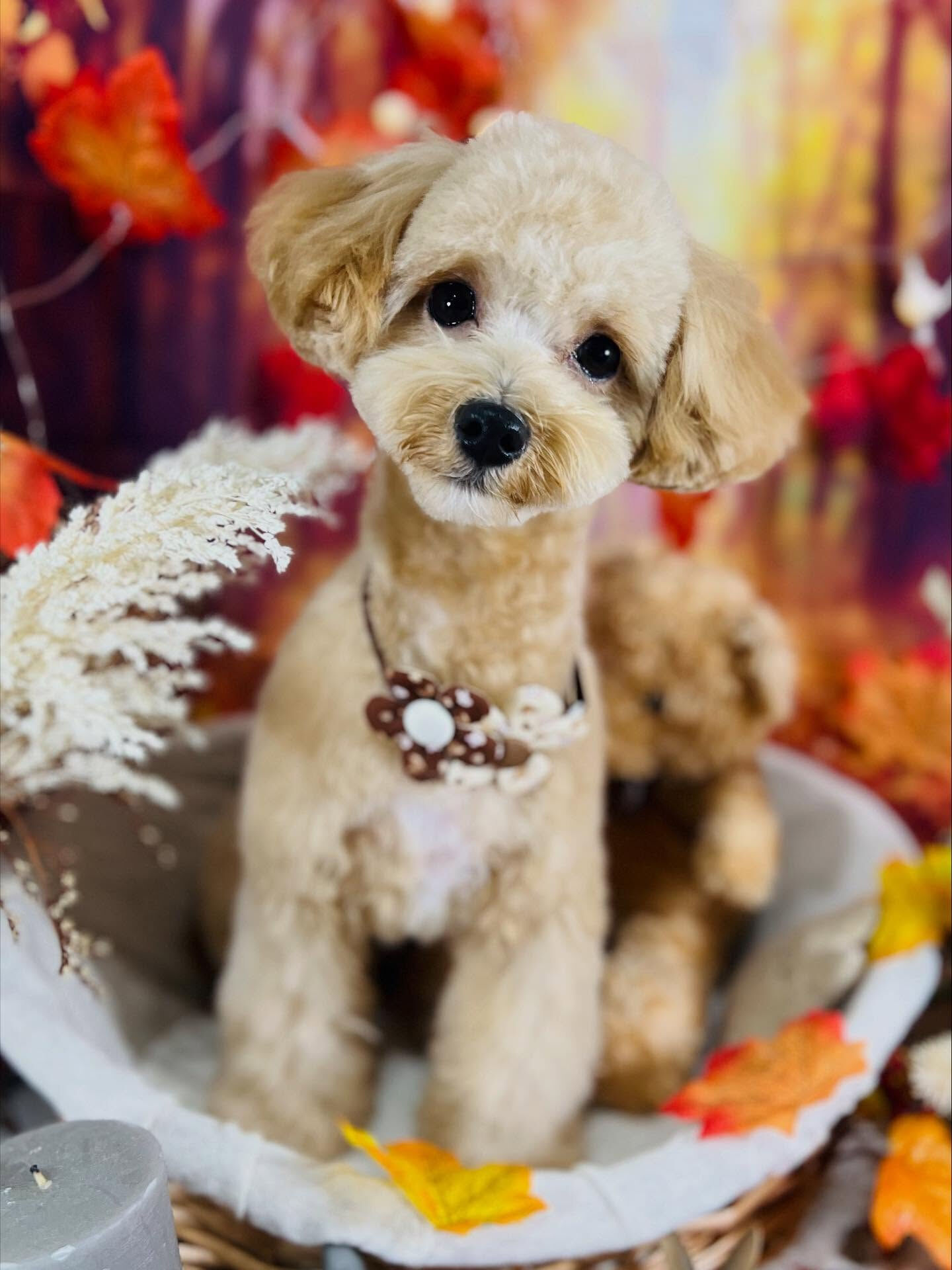 ご来店いただいたきなこくんです🐶✨