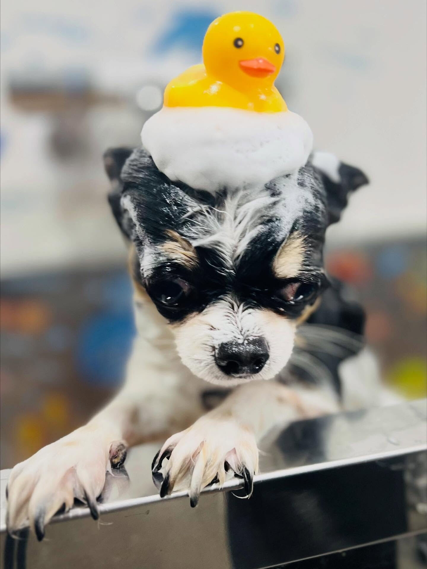 ご来店いただいたあゆむくんです🐶✨