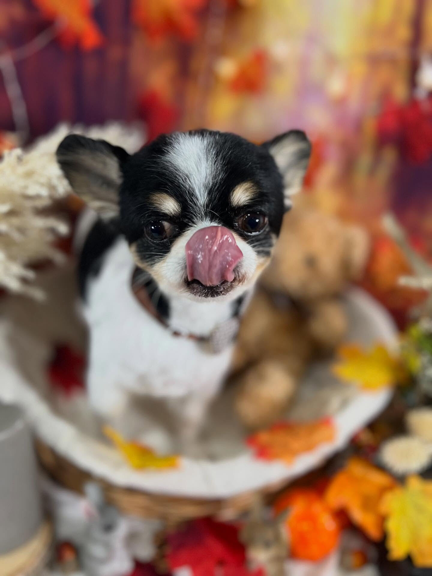 ご来店いただいたあゆむくんです🐶✨