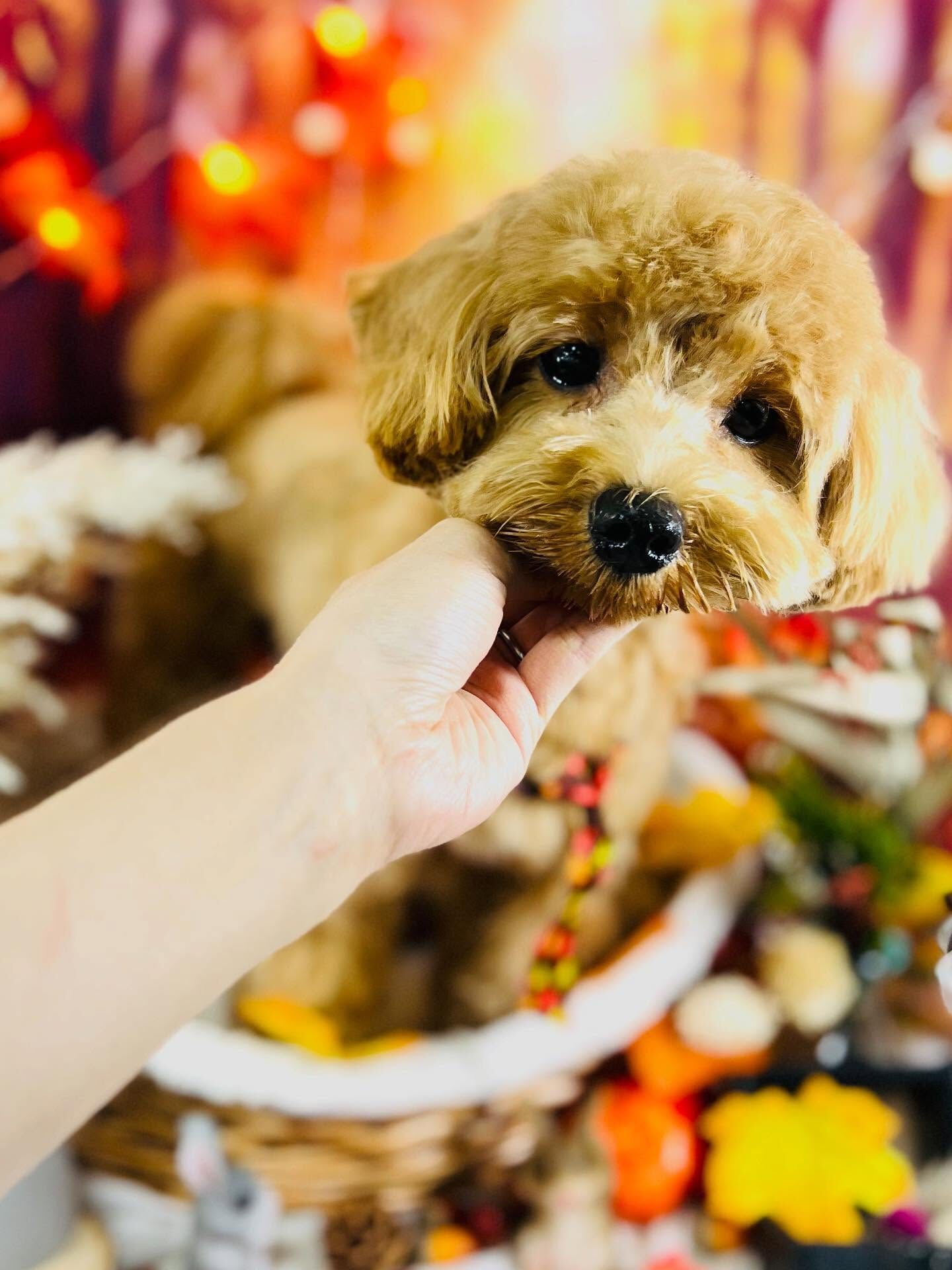 ご来店いただいた茶々丸くんです🐶✨