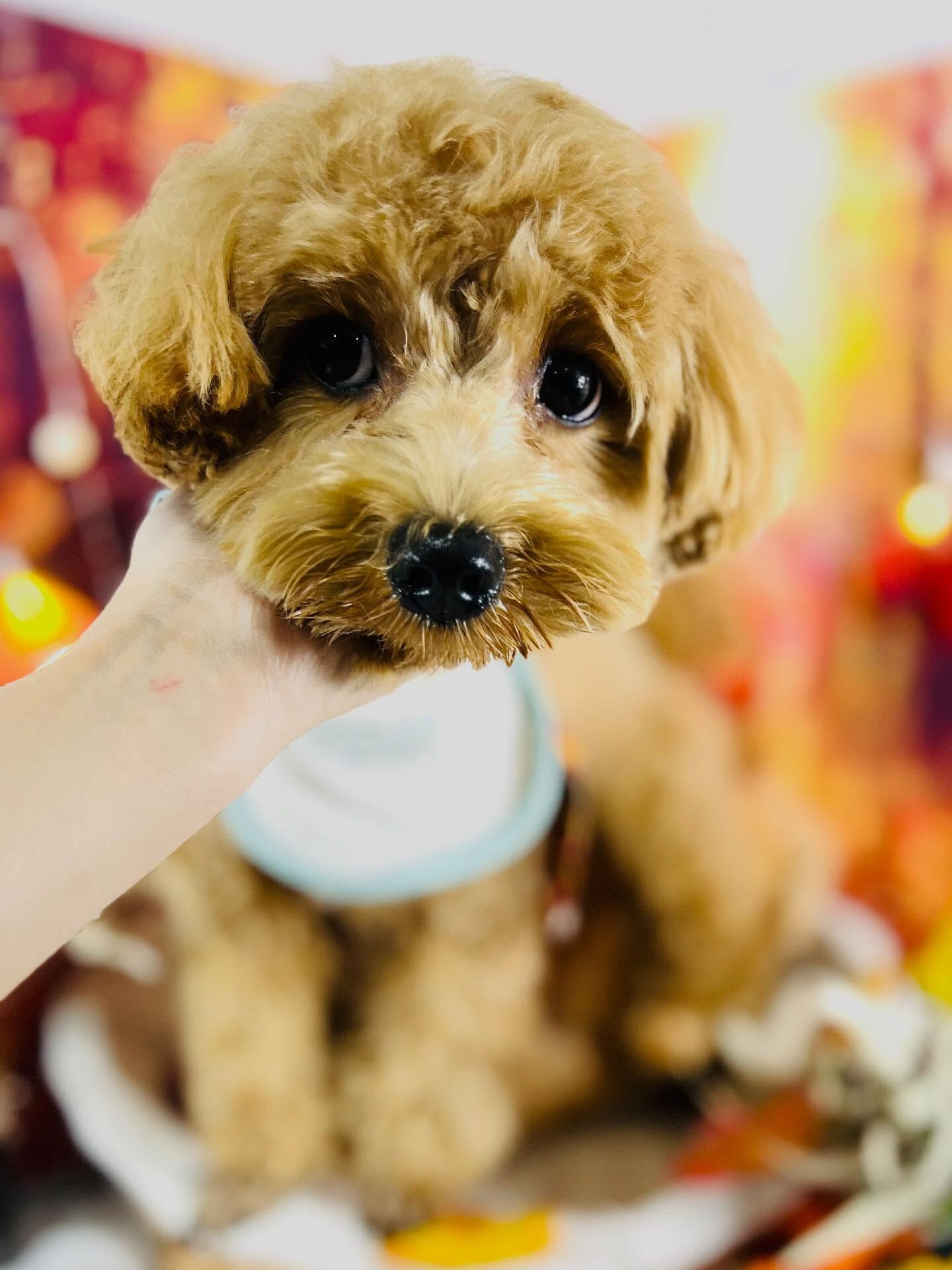 ご来店いただいた茶々丸くんです🐶✨