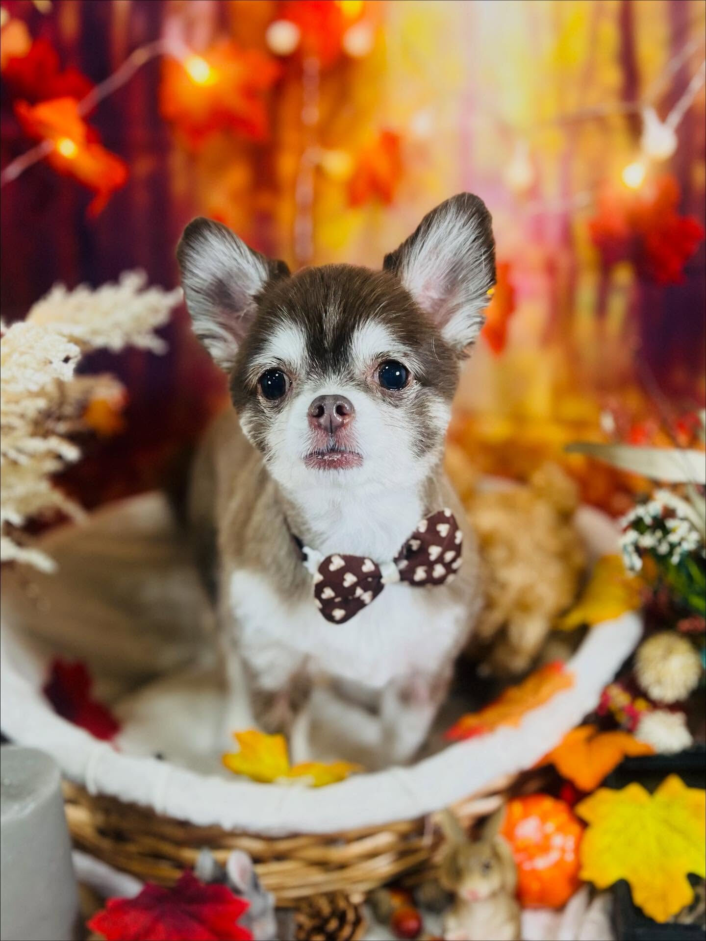 ご来店いただいた六三四くんです🐶✨