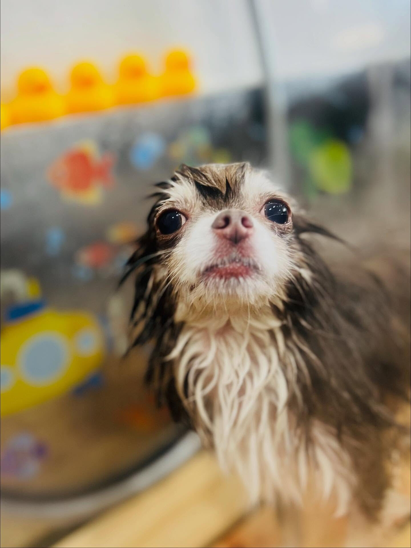 ご来店いただいた六三四くんです🐶✨