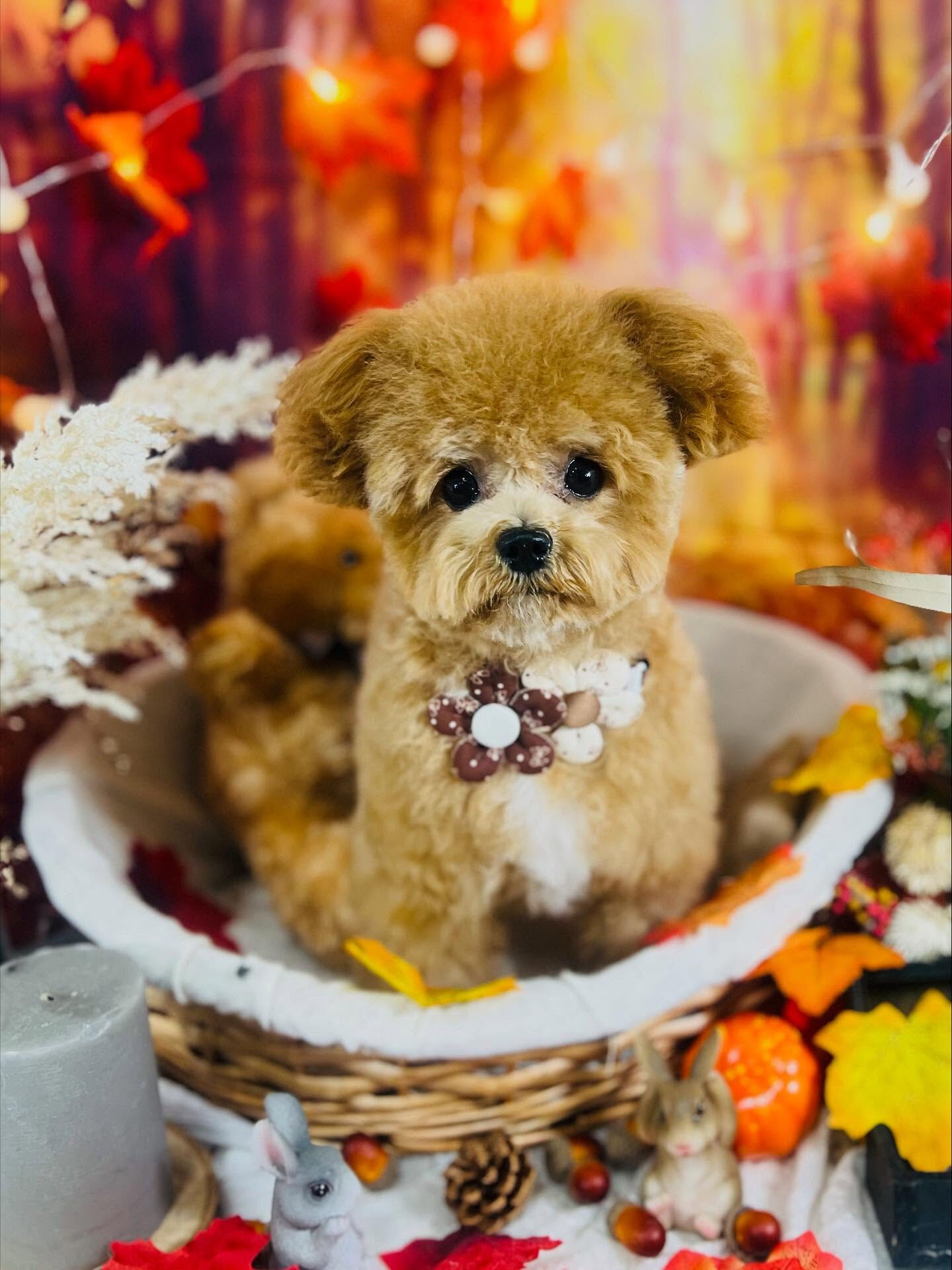 ご来店いただいたえみちゃんです🐶✨