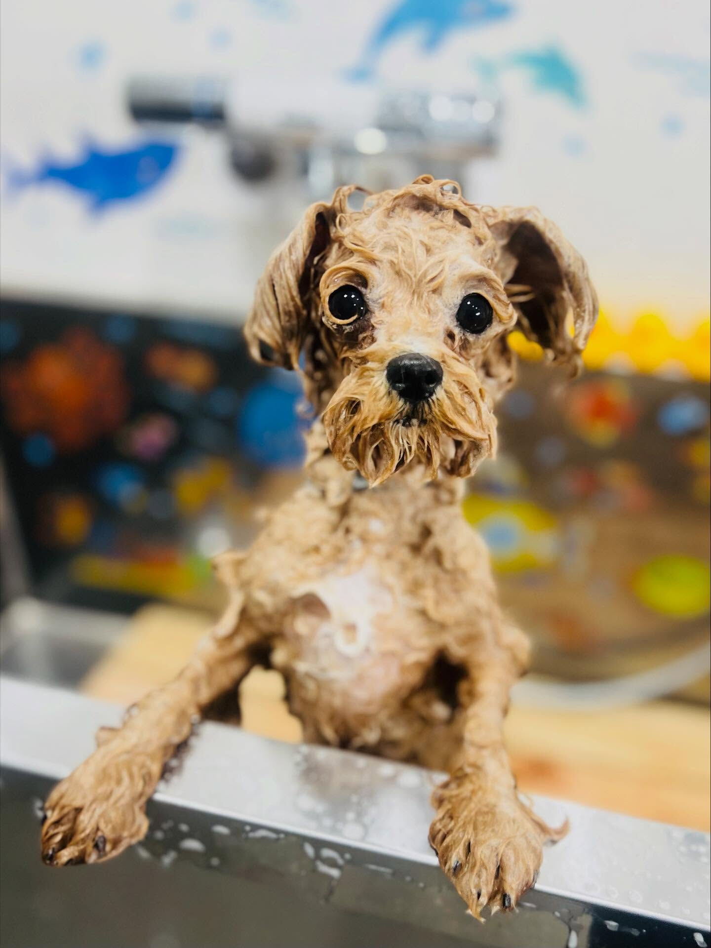 ご来店いただいたえみちゃんです🐶✨
