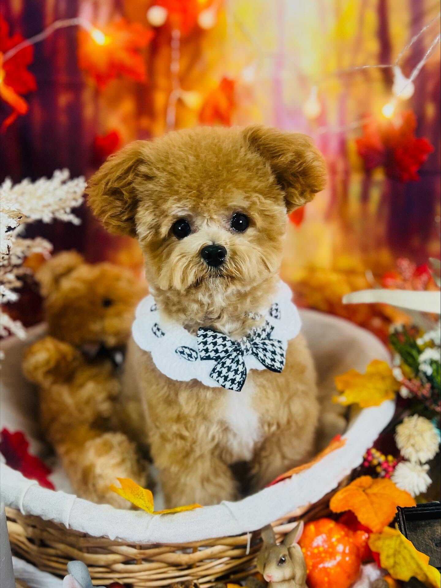 ご来店いただいたえみちゃんです🐶✨