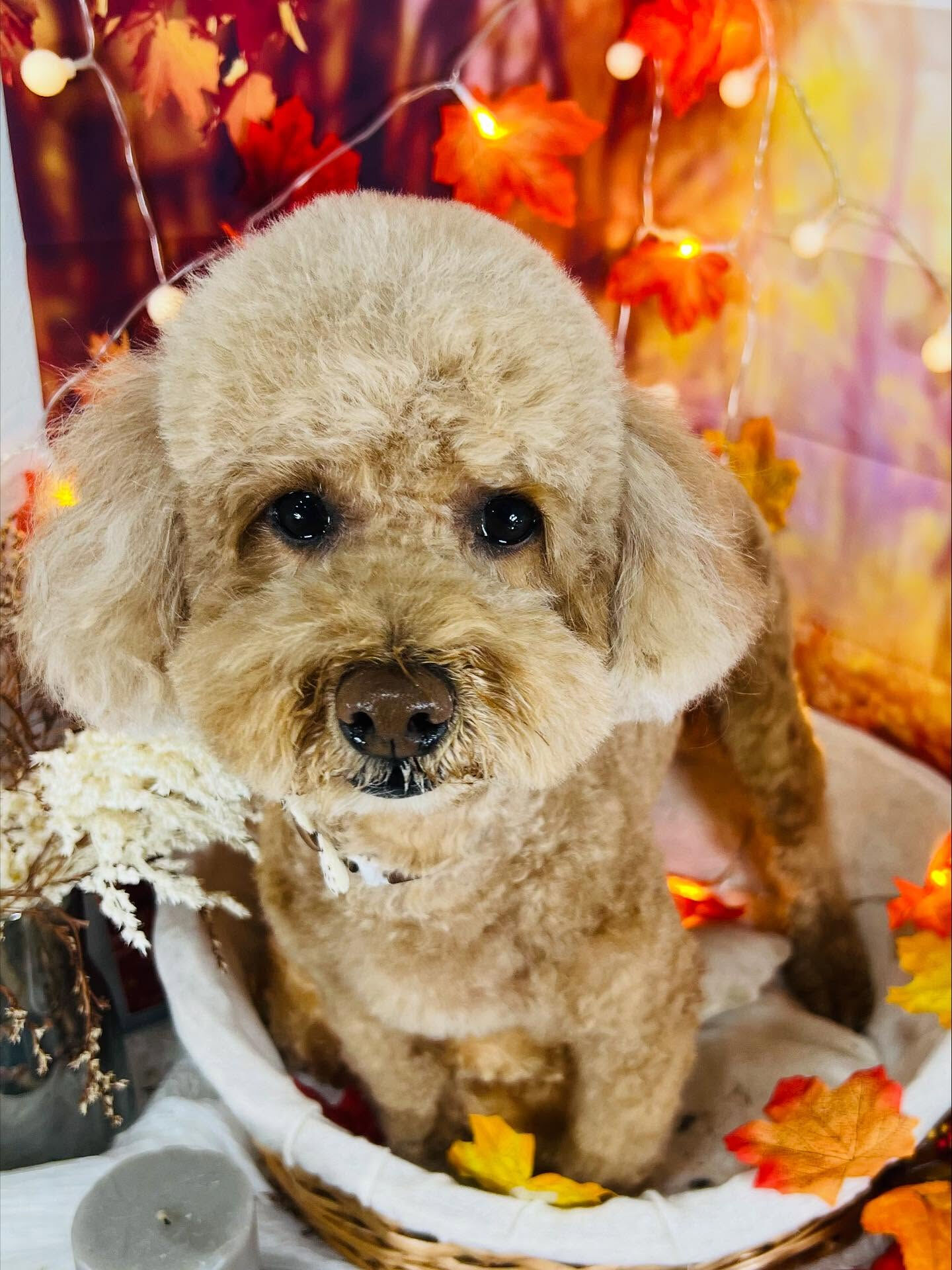 ご来店いただいたマロちゃんです🐶✨