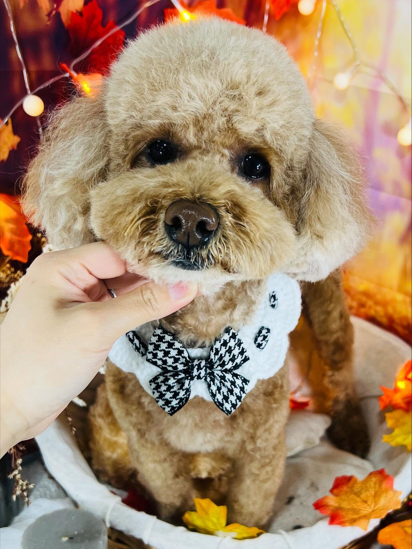 ご来店いただいたマロちゃんです🐶✨