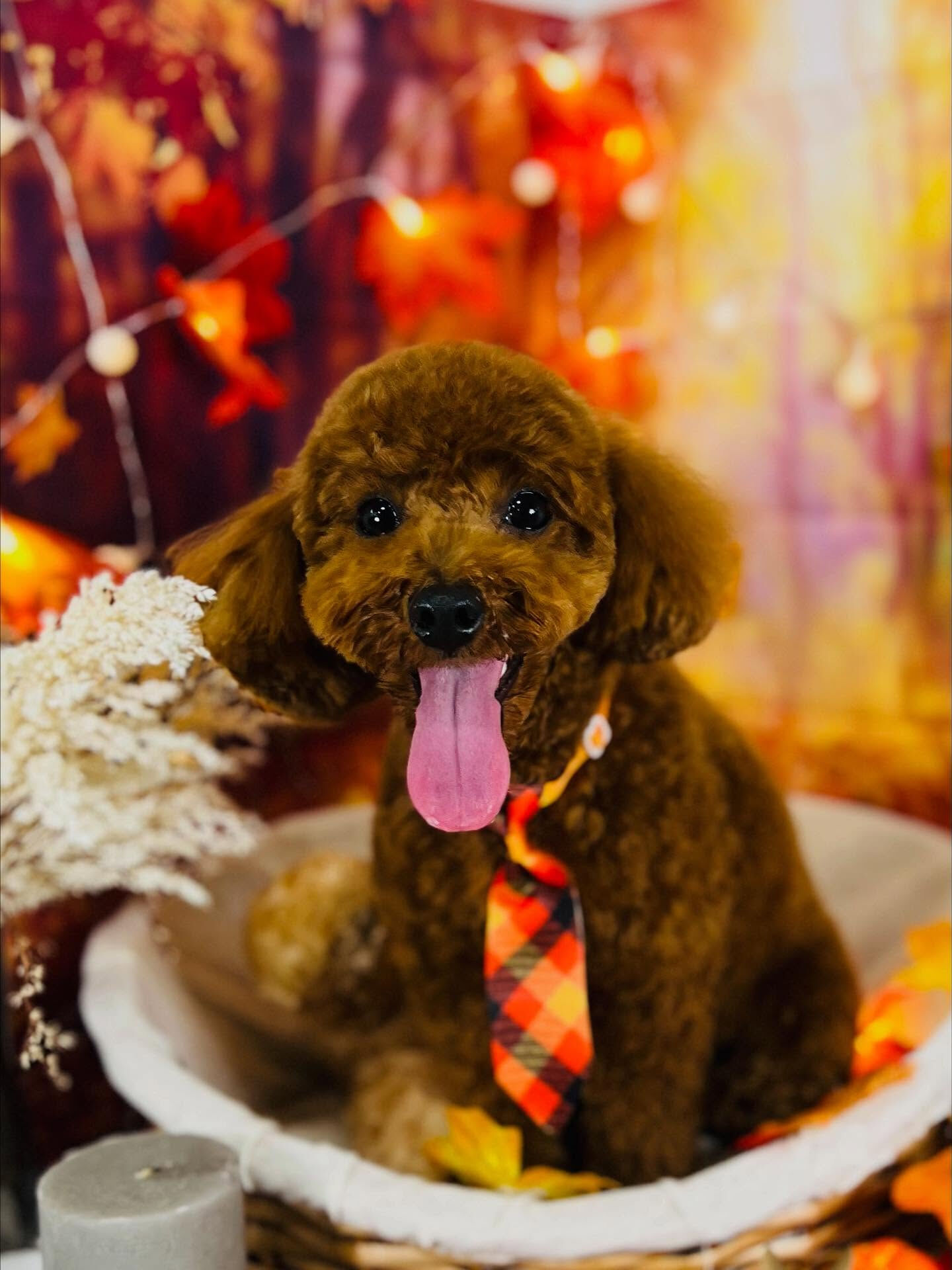 ご来店いただいたラテちゃんです🐶✨