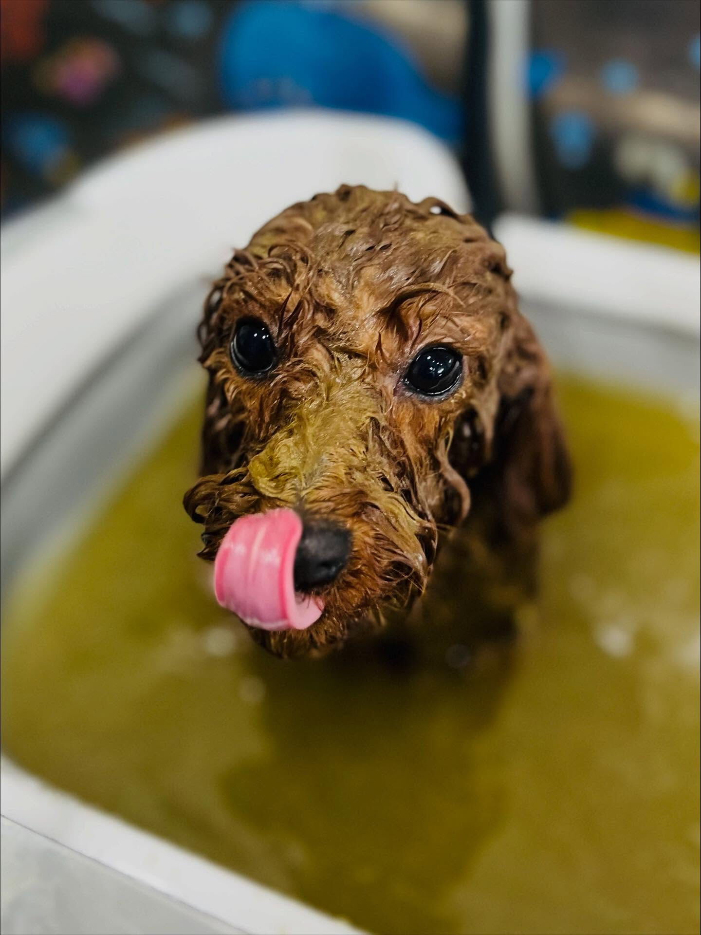ご来店いただいたラテちゃんです🐶✨