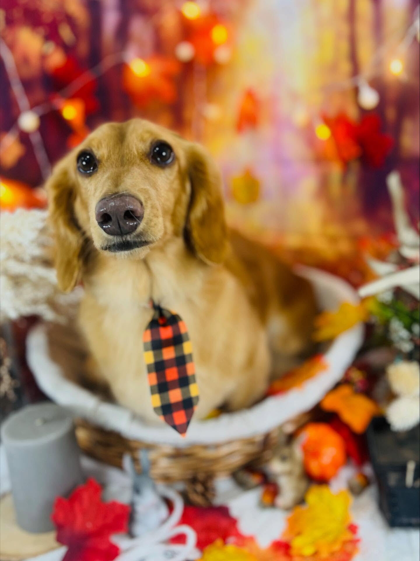 ご来店いただいたクリくんです🐶✨