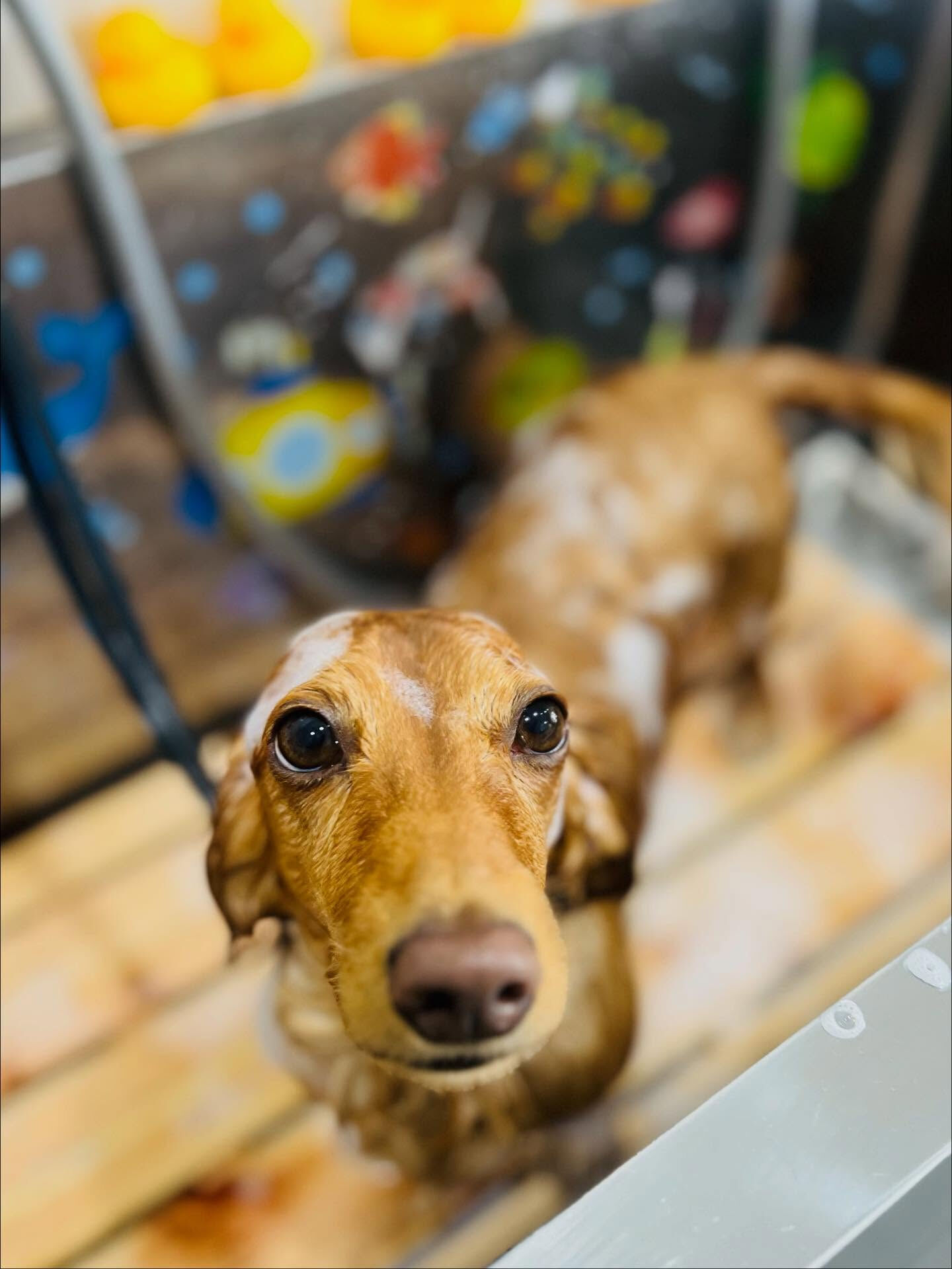ご来店いただいたクリくんです🐶✨