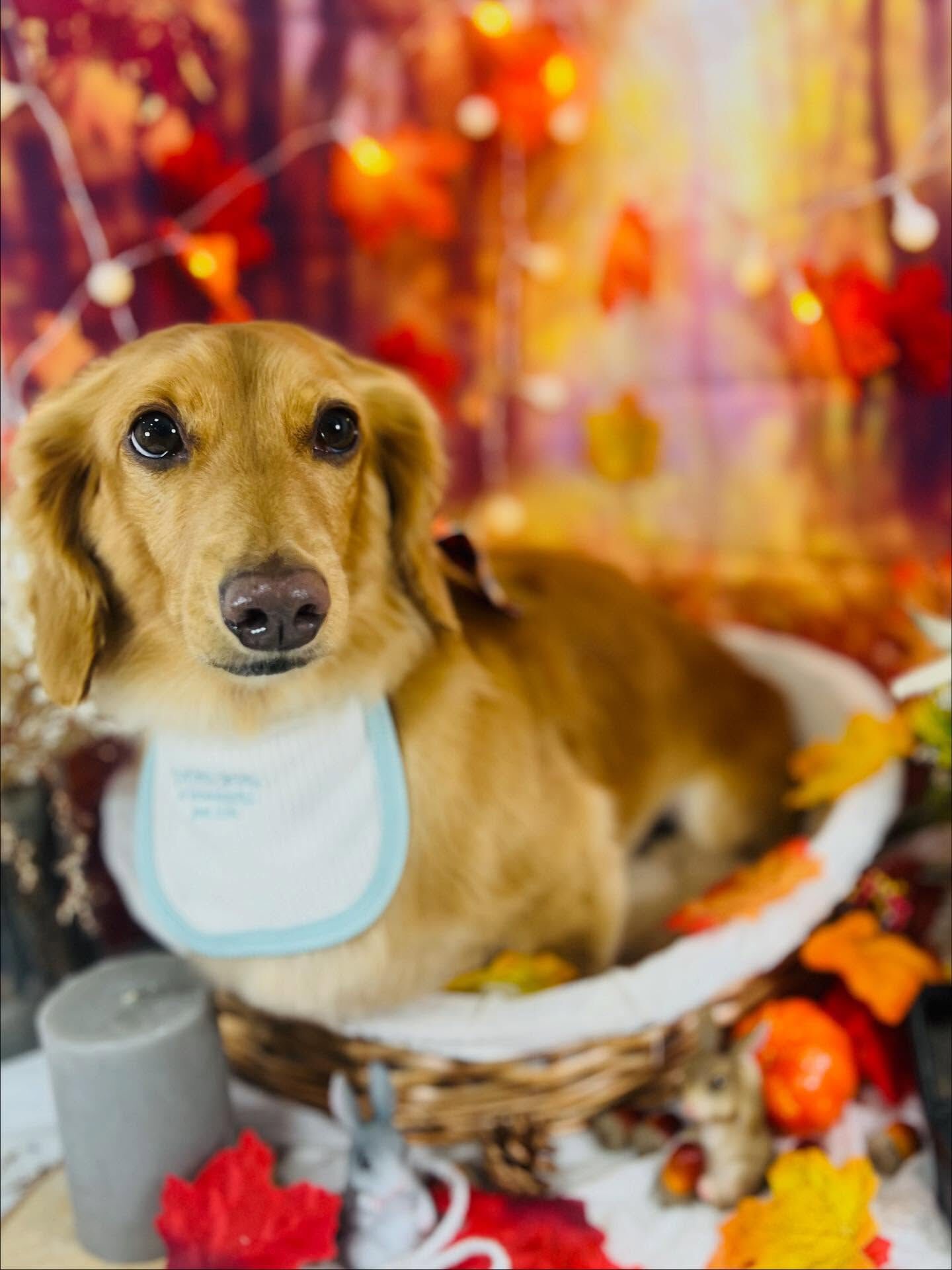 ご来店いただいたクリくんです🐶✨