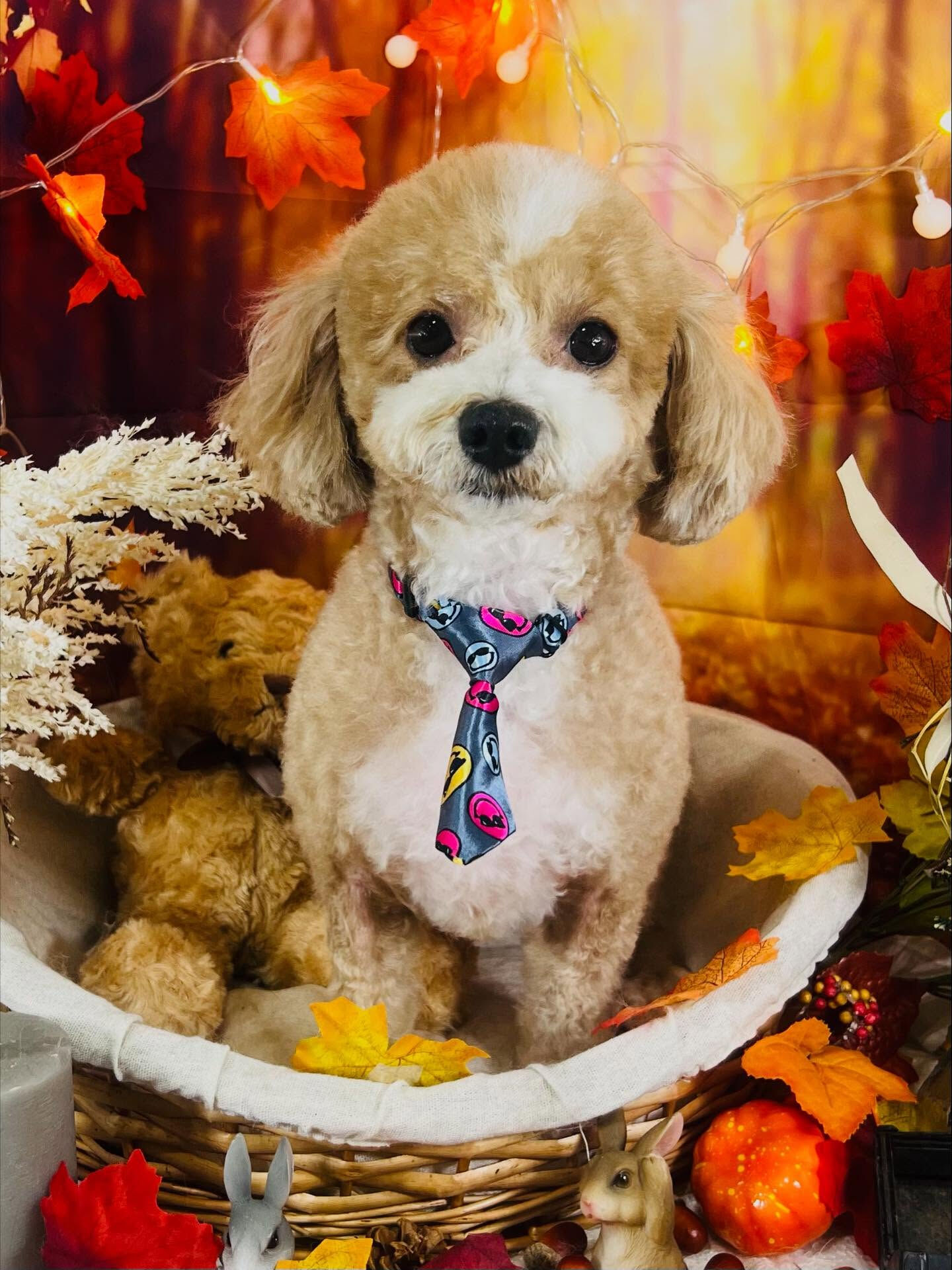 ご来店いただいたリリィちゃんです🐶✨