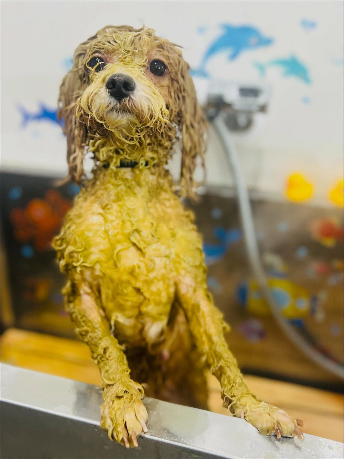 ご来店いただいたリリィちゃんです🐶✨