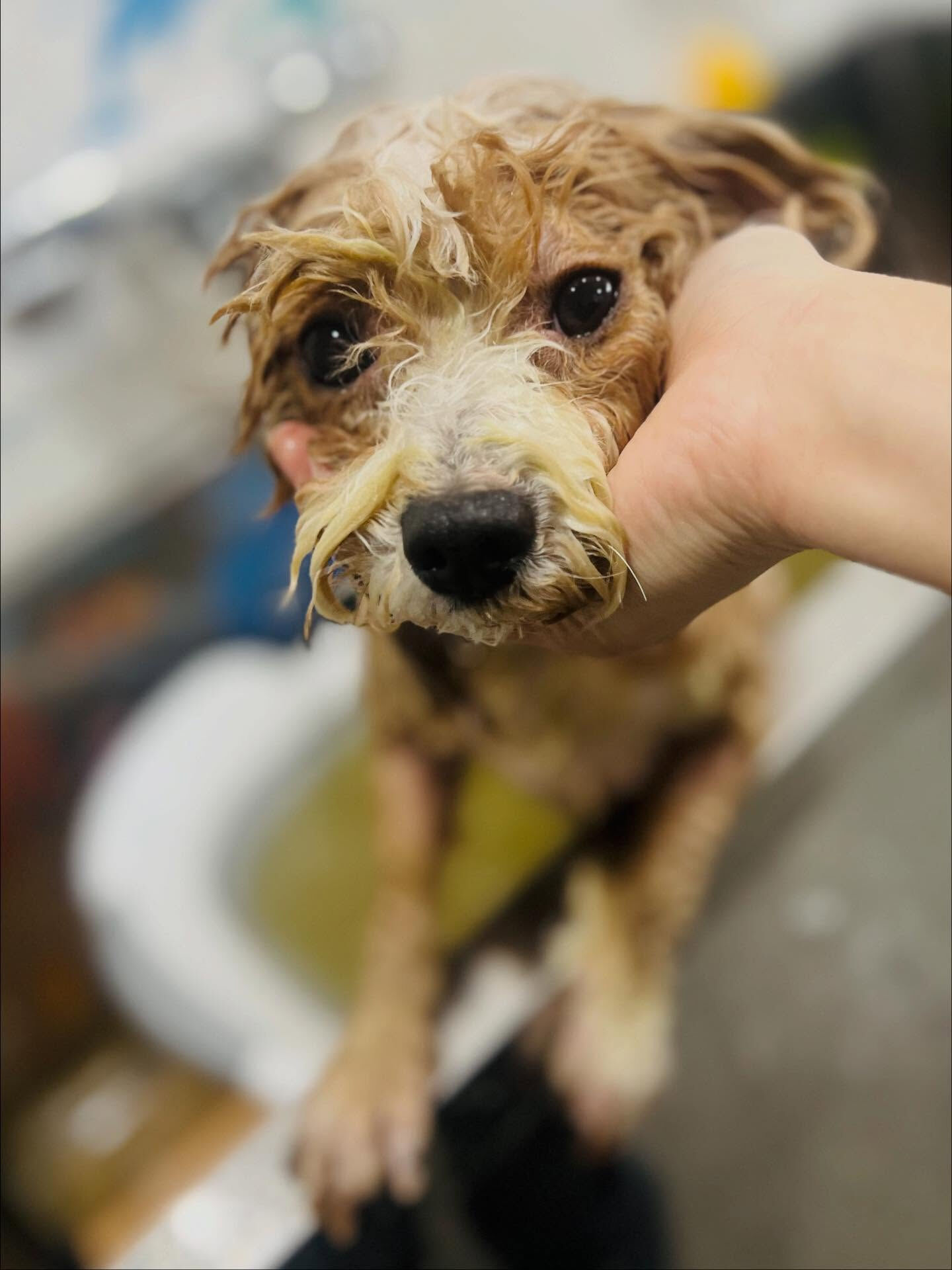 ご来店いただいたリリィちゃんです🐶✨