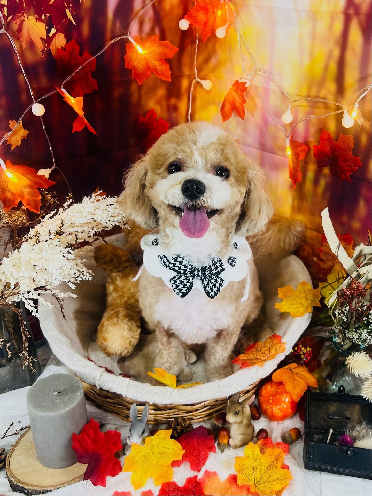 ご来店いただいたリリィちゃんです🐶✨