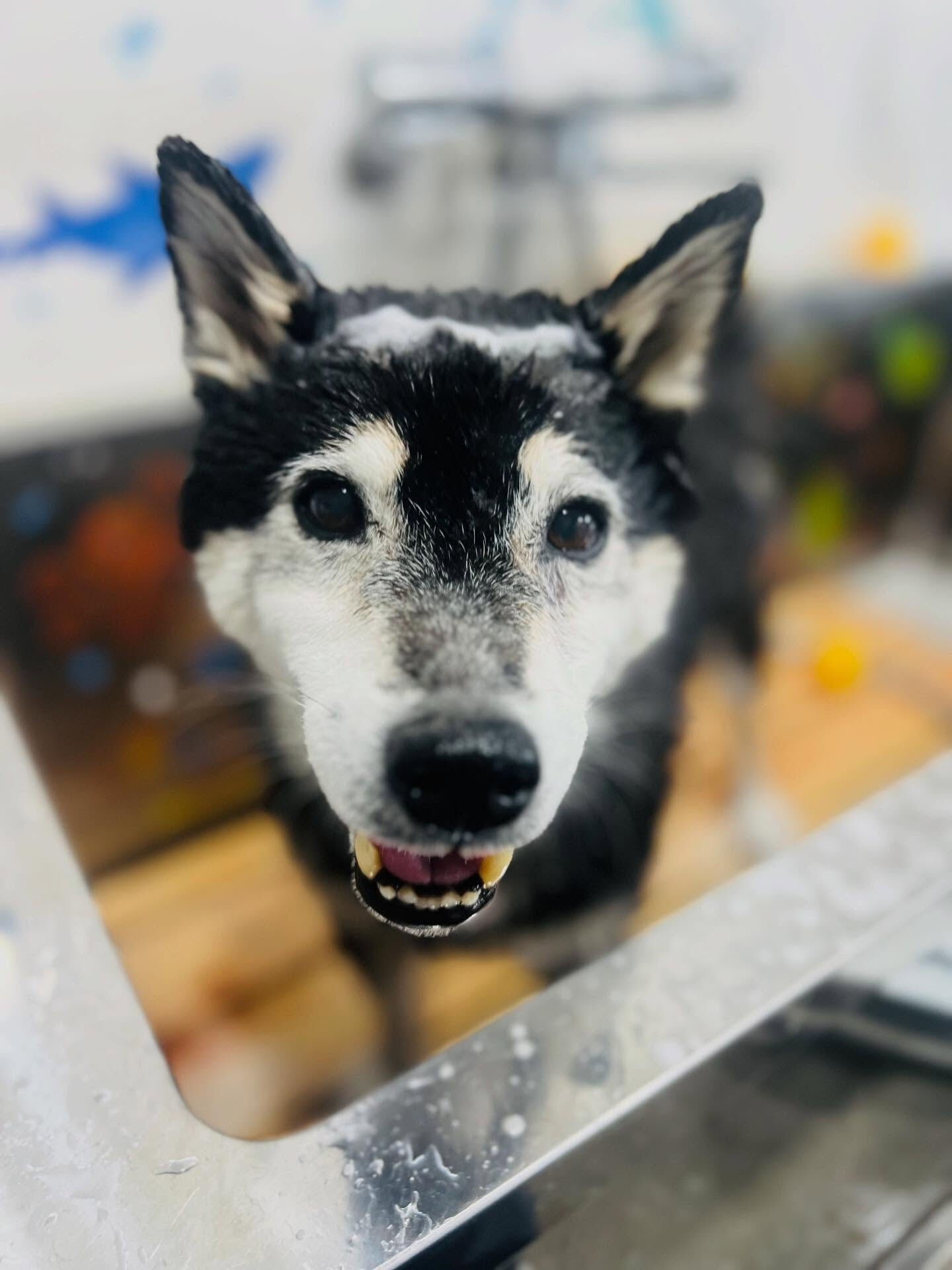 ご来店いただいたマロンちゃんです🐶✨