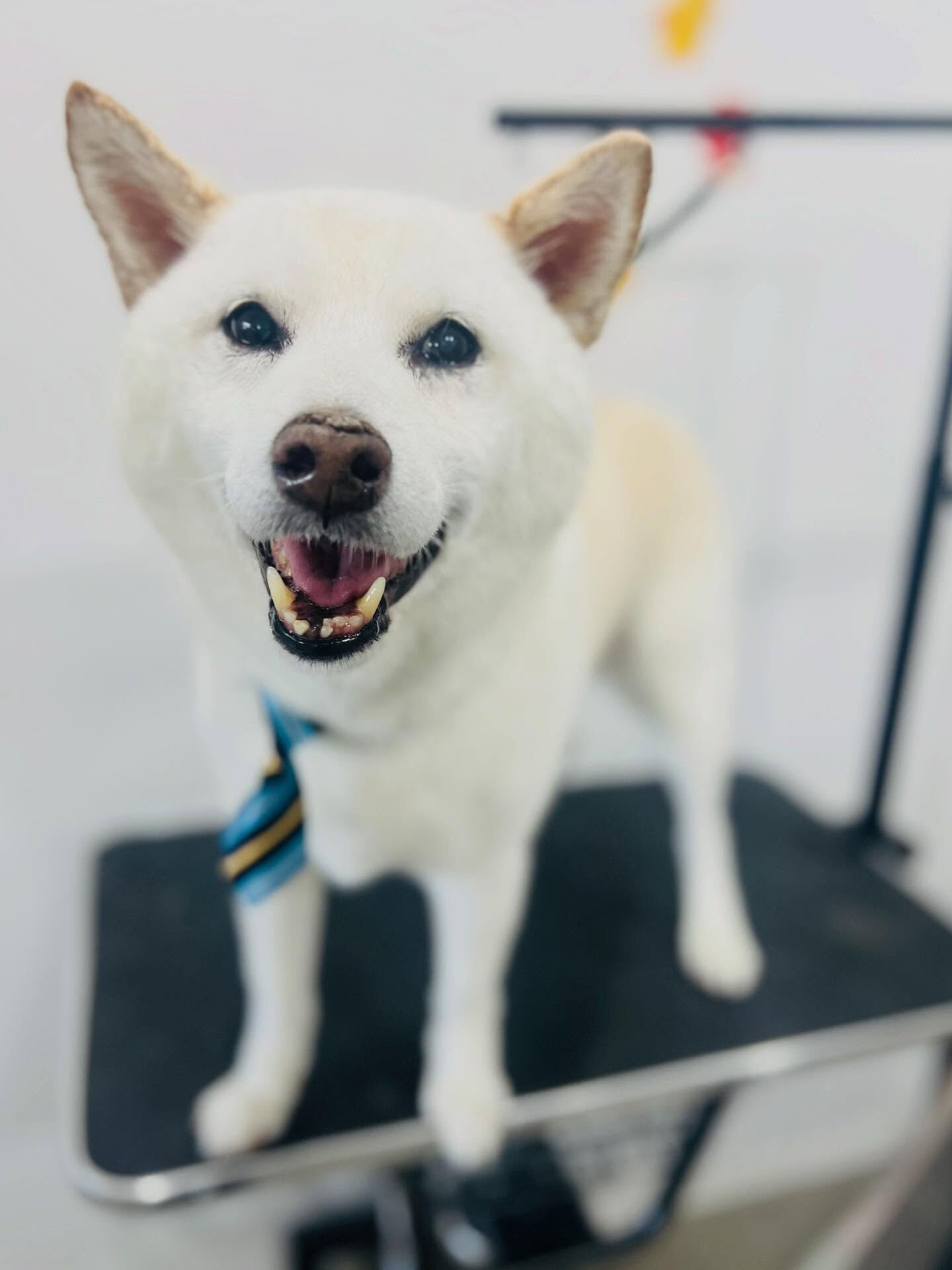 ご来店いただいたミントくんです🐶✨