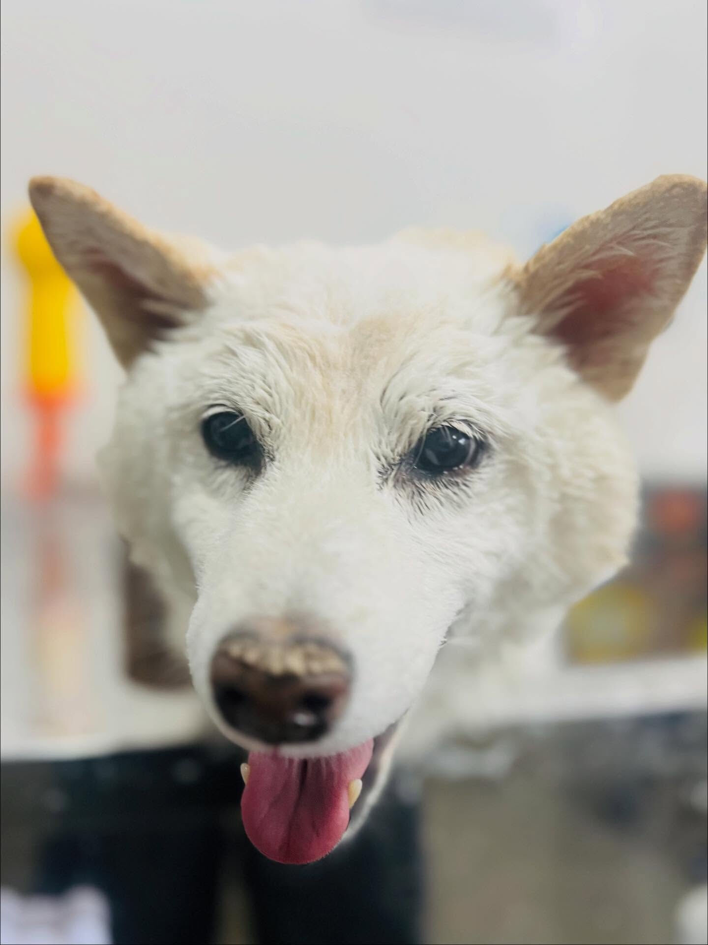 ご来店いただいたミントくんです🐶✨