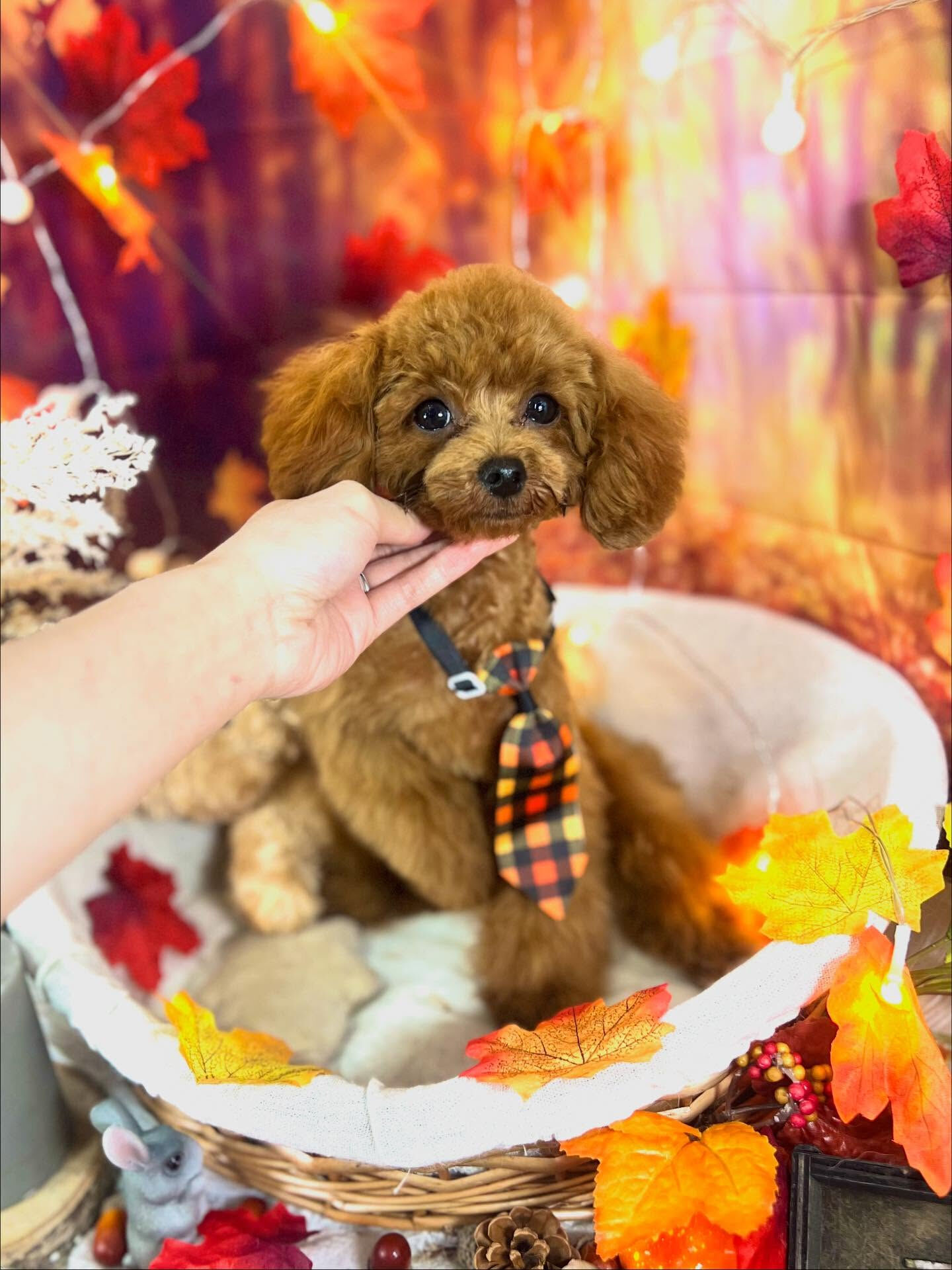 ご来店いただいたエマちゃんです🐶✨