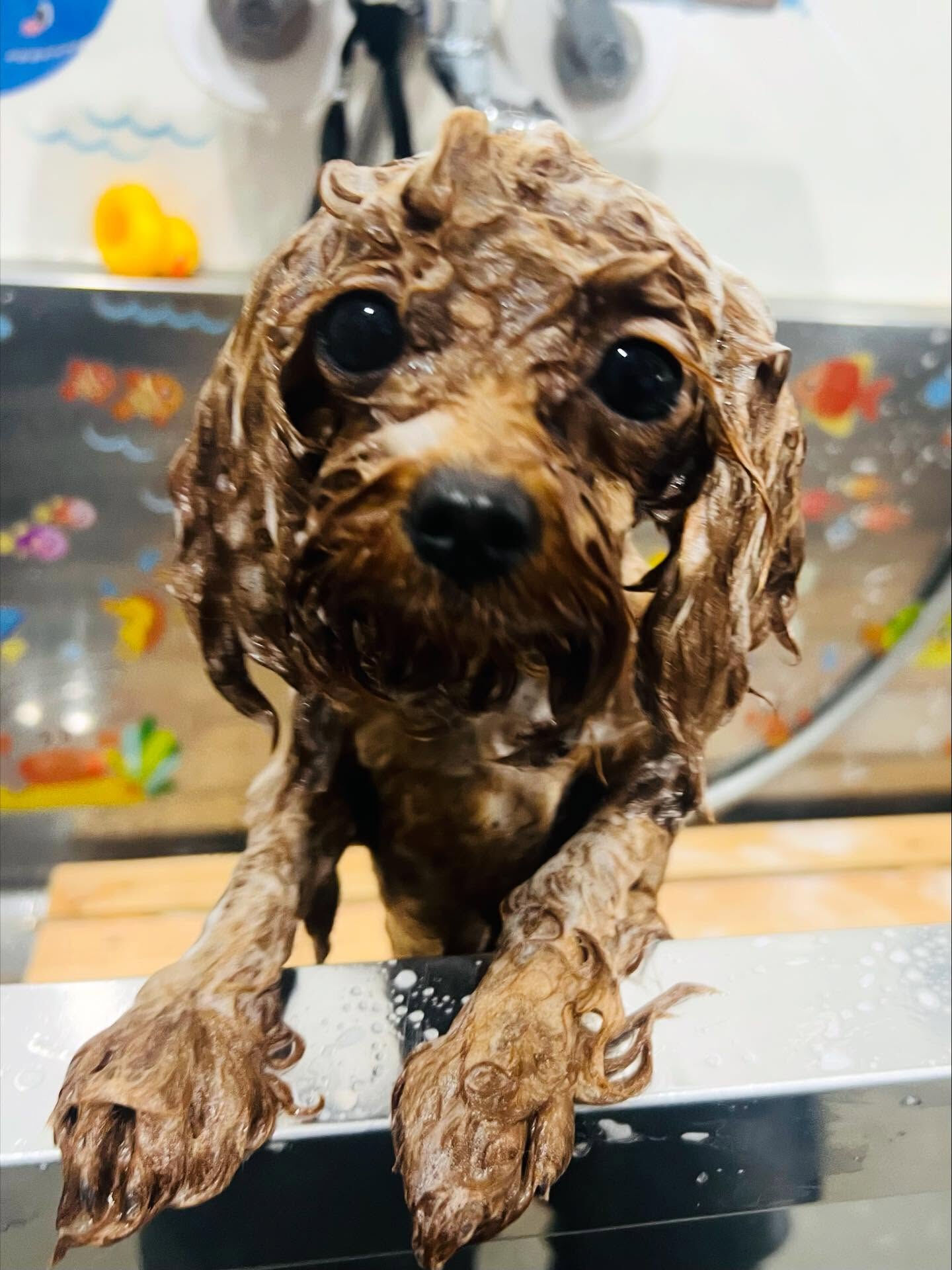 ご来店いただいたエマちゃんです🐶✨