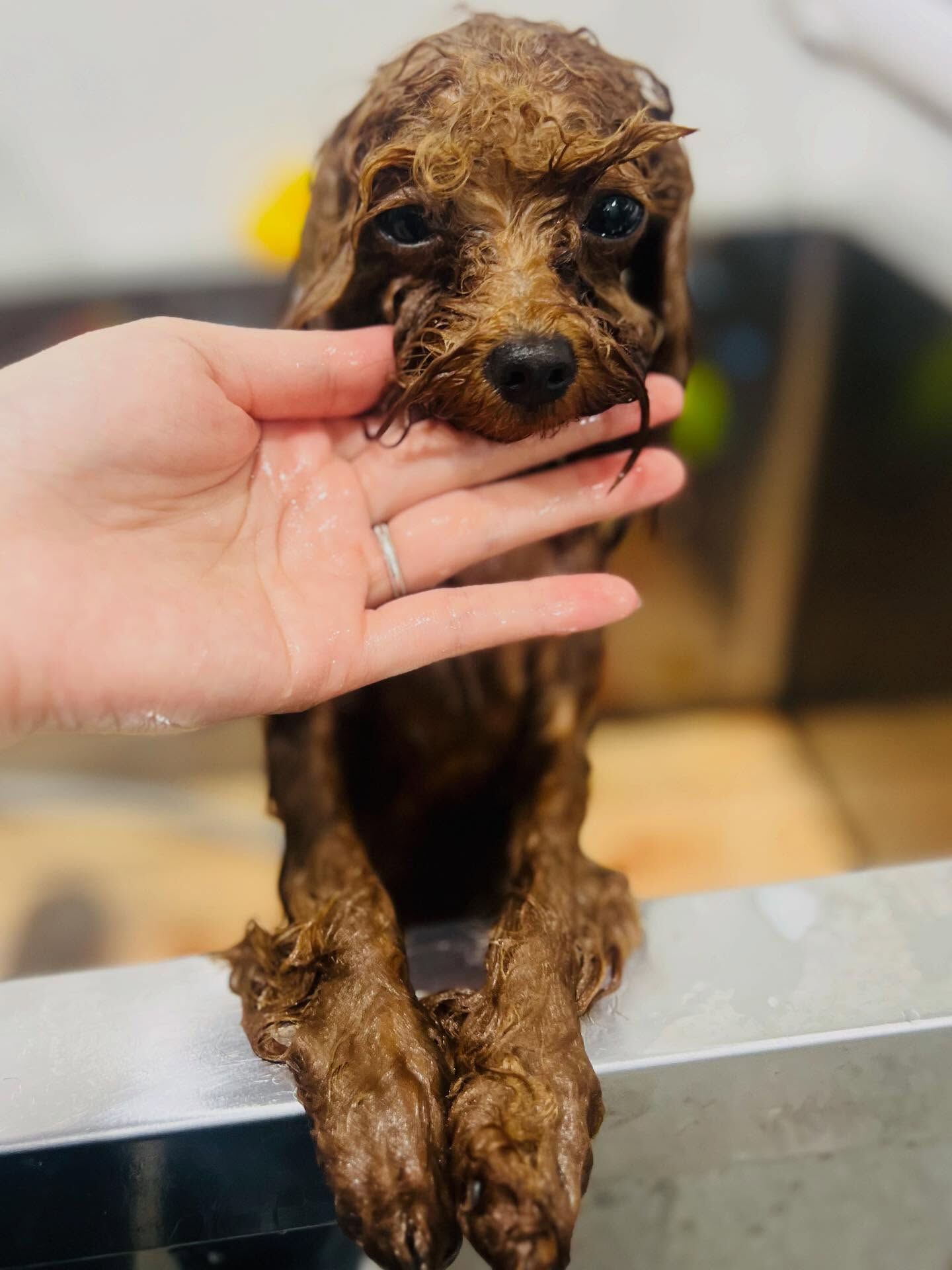 ご来店いただいたエマちゃんです🐶✨