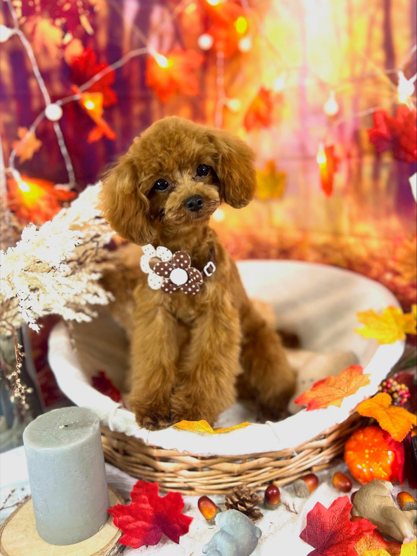 ご来店いただいたエマちゃんです🐶✨