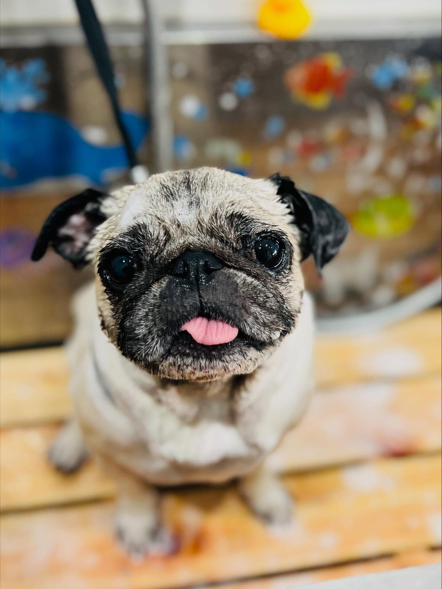 ご来店いただいたおとちゃんです🐶✨