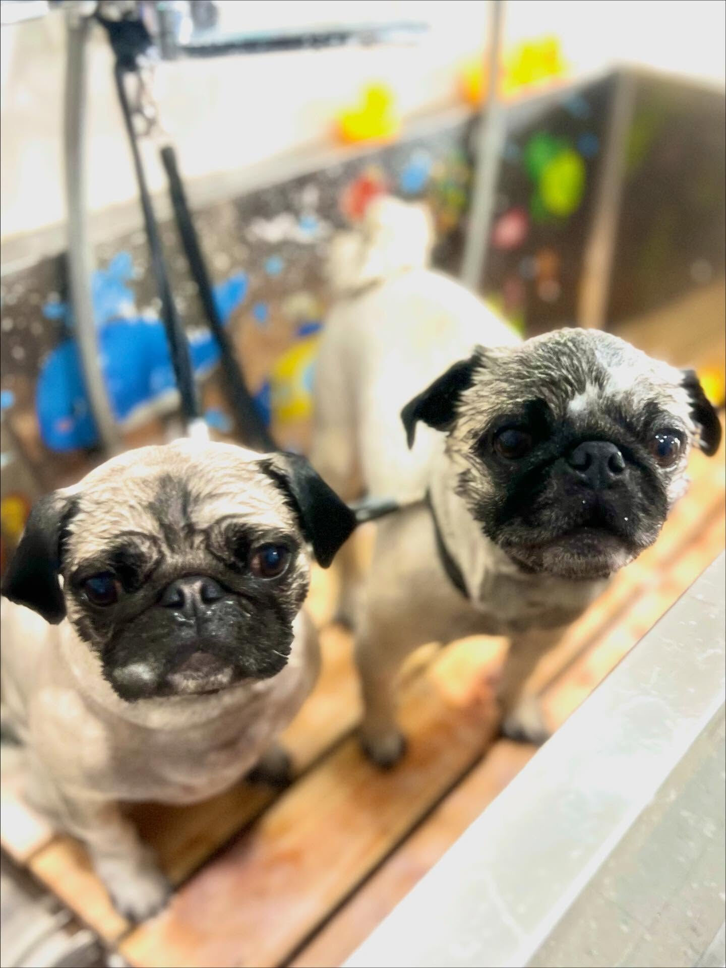 ご来店いただいたけいとちゃんです🐶✨