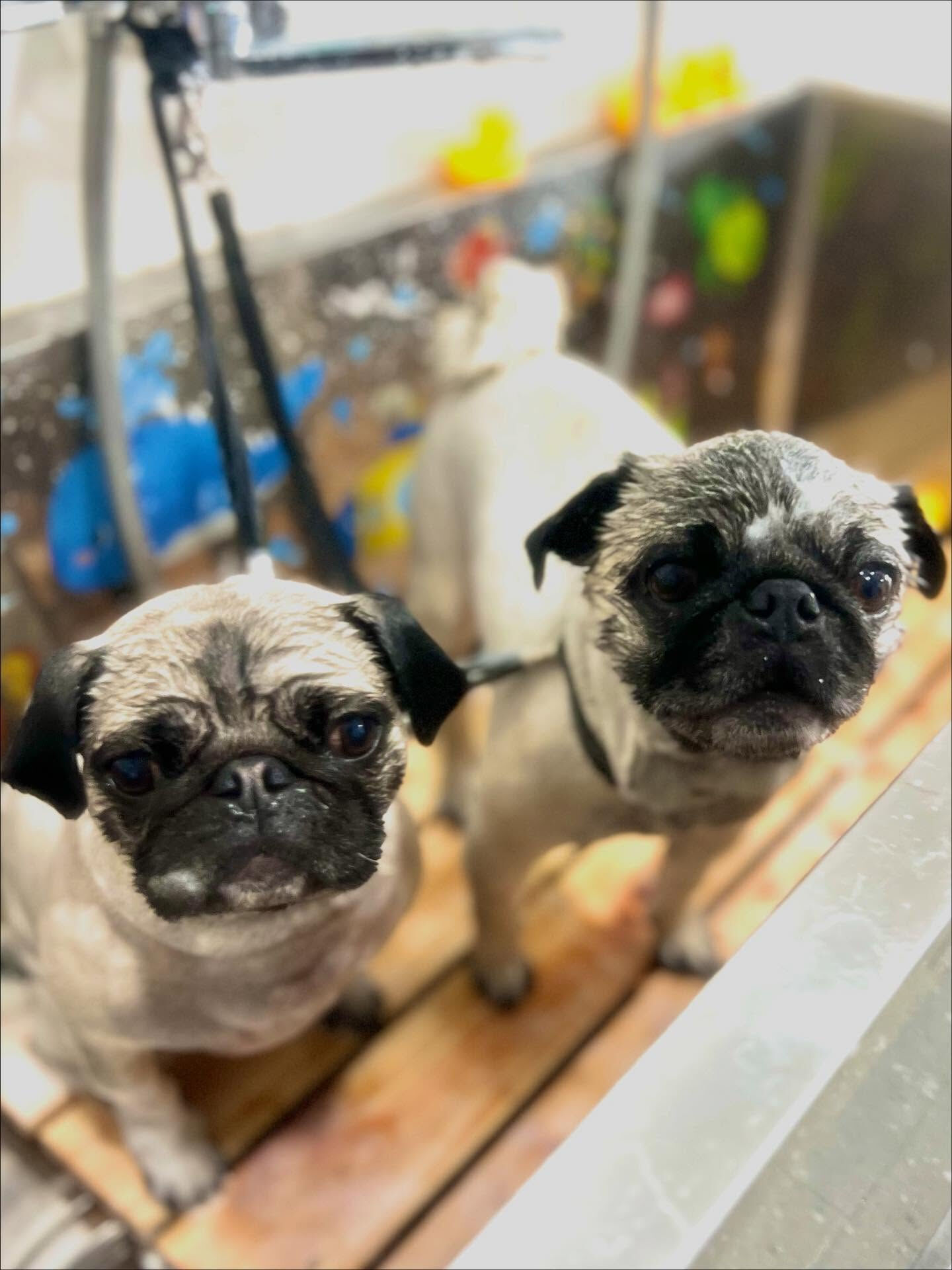 ご来店いただいたいぃとくんです🐶✨