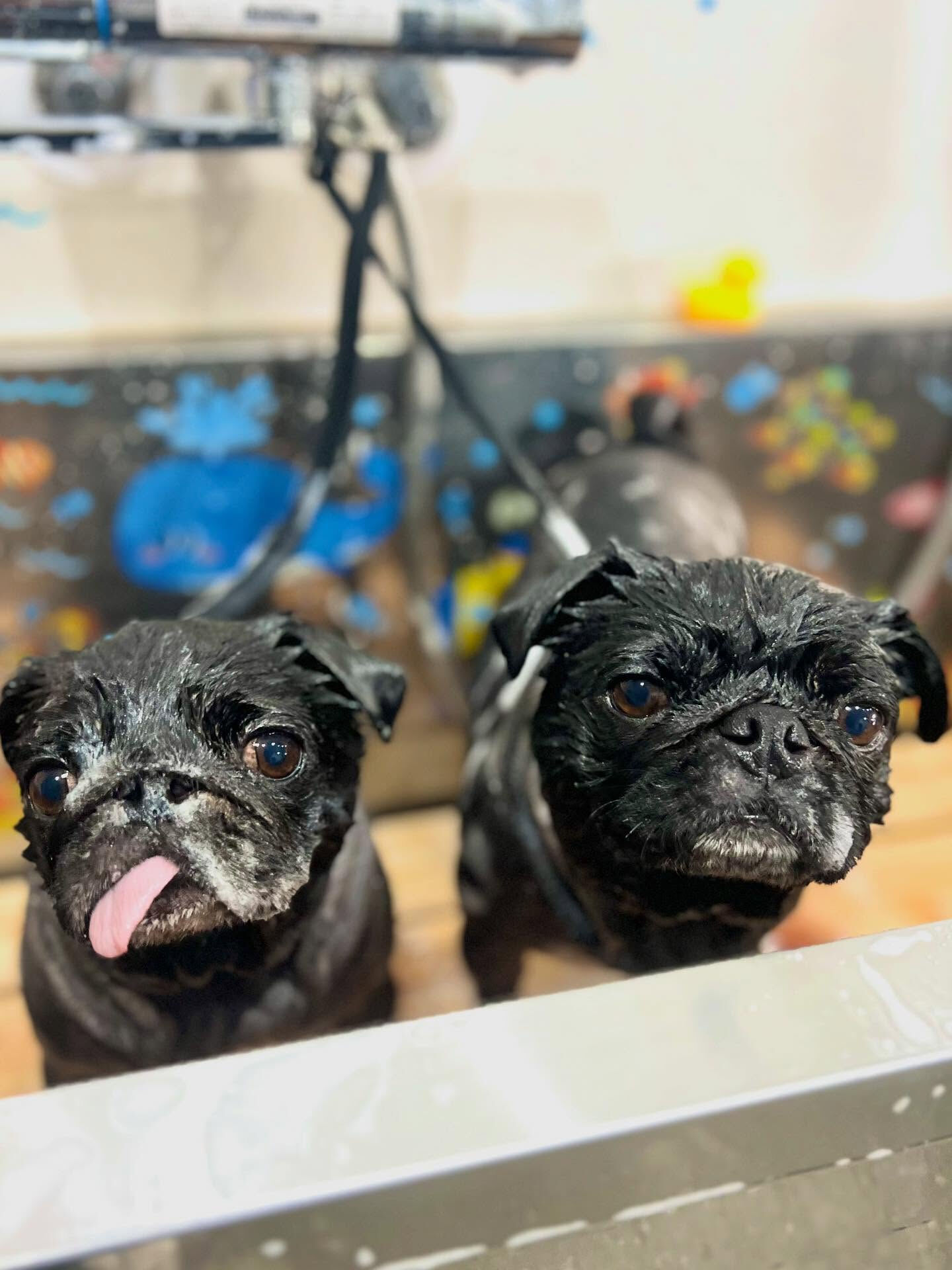 ご来店いただいたリトくんです🐶✨