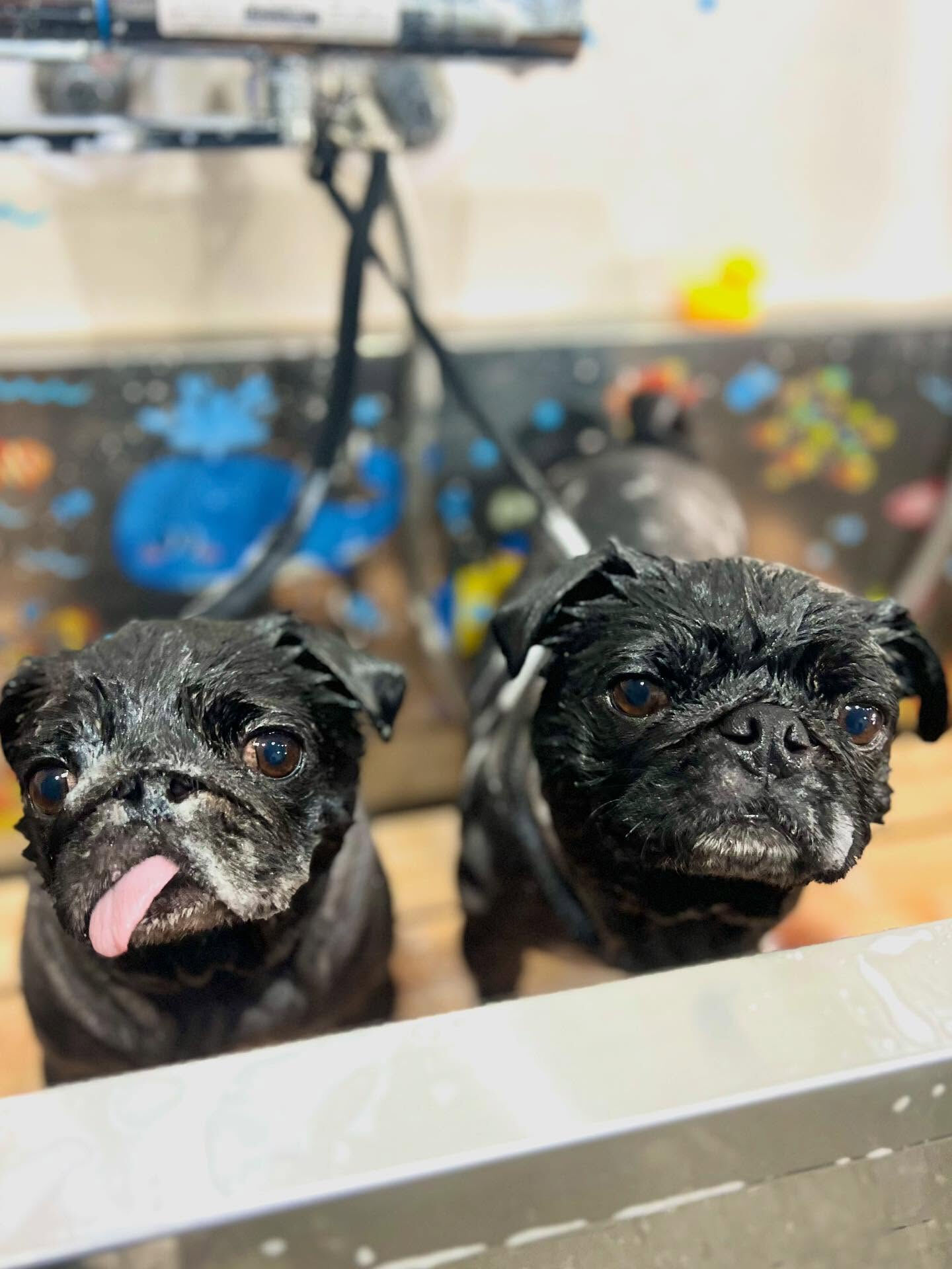ご来店いただいたみぃとちゃんです🐶✨