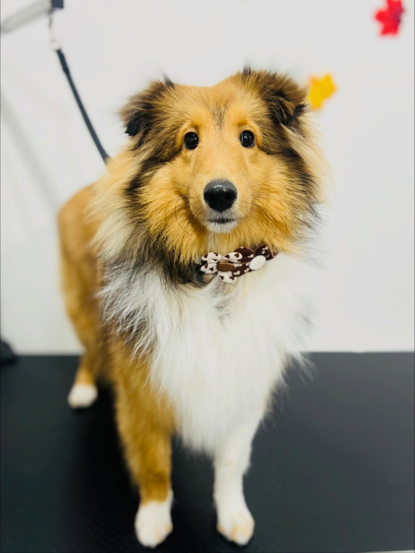 ご来店いただいたメルちゃんです🐶✨