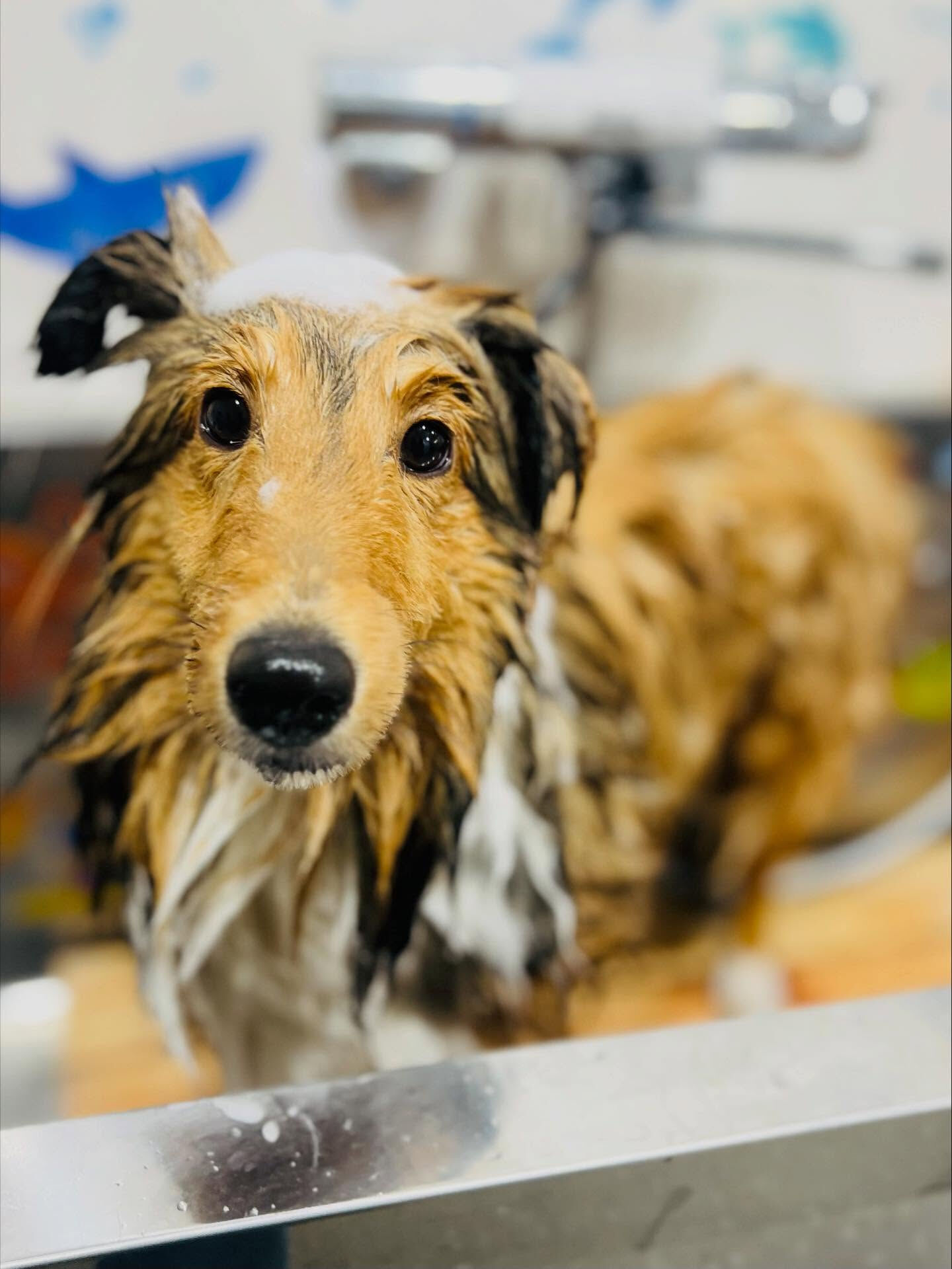 ご来店いただいたメルちゃんです🐶✨