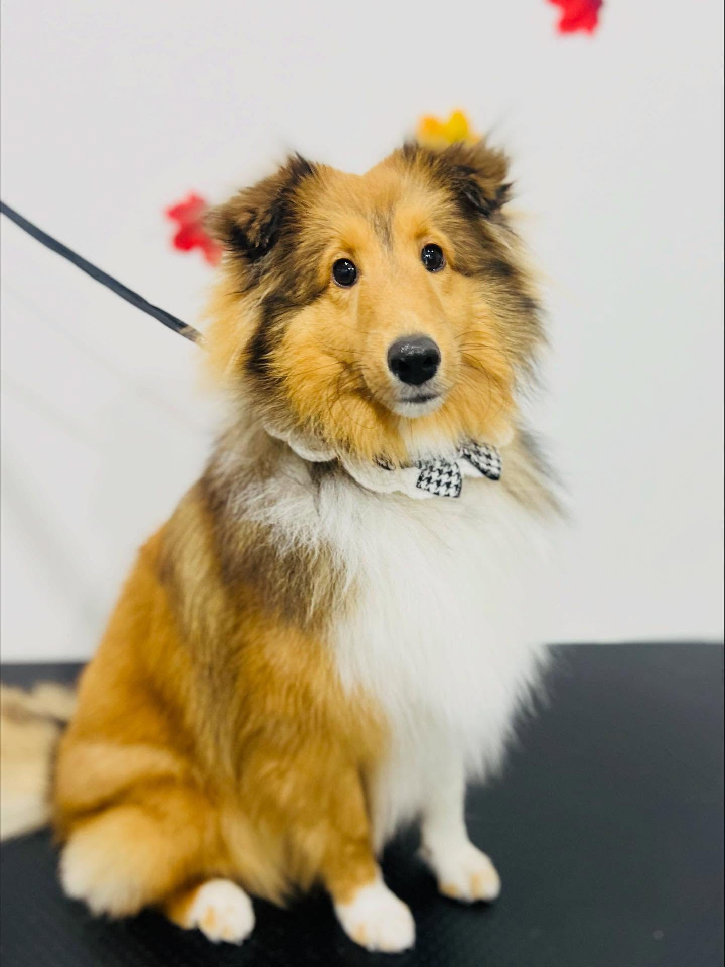 ご来店いただいたメルちゃんです🐶✨
