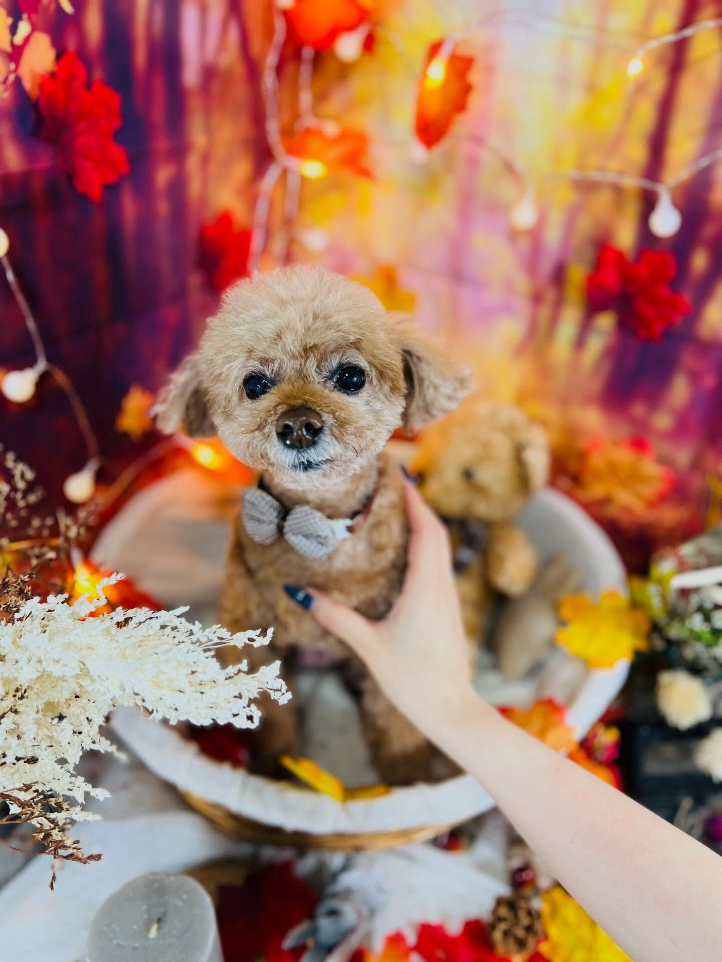 ご来店いただいたちこちゃんです🐶✨