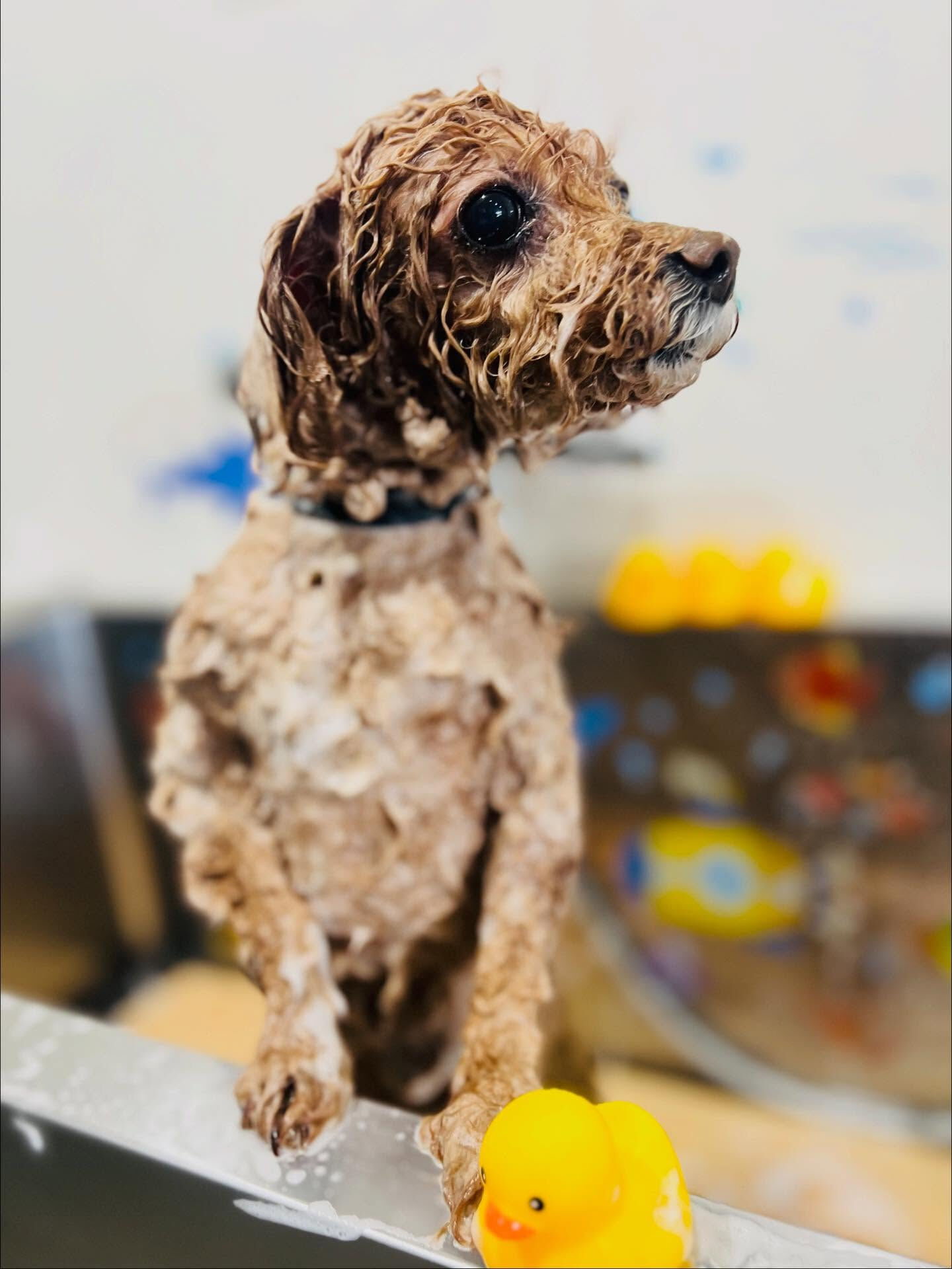 ご来店いただいたちこちゃんです🐶✨