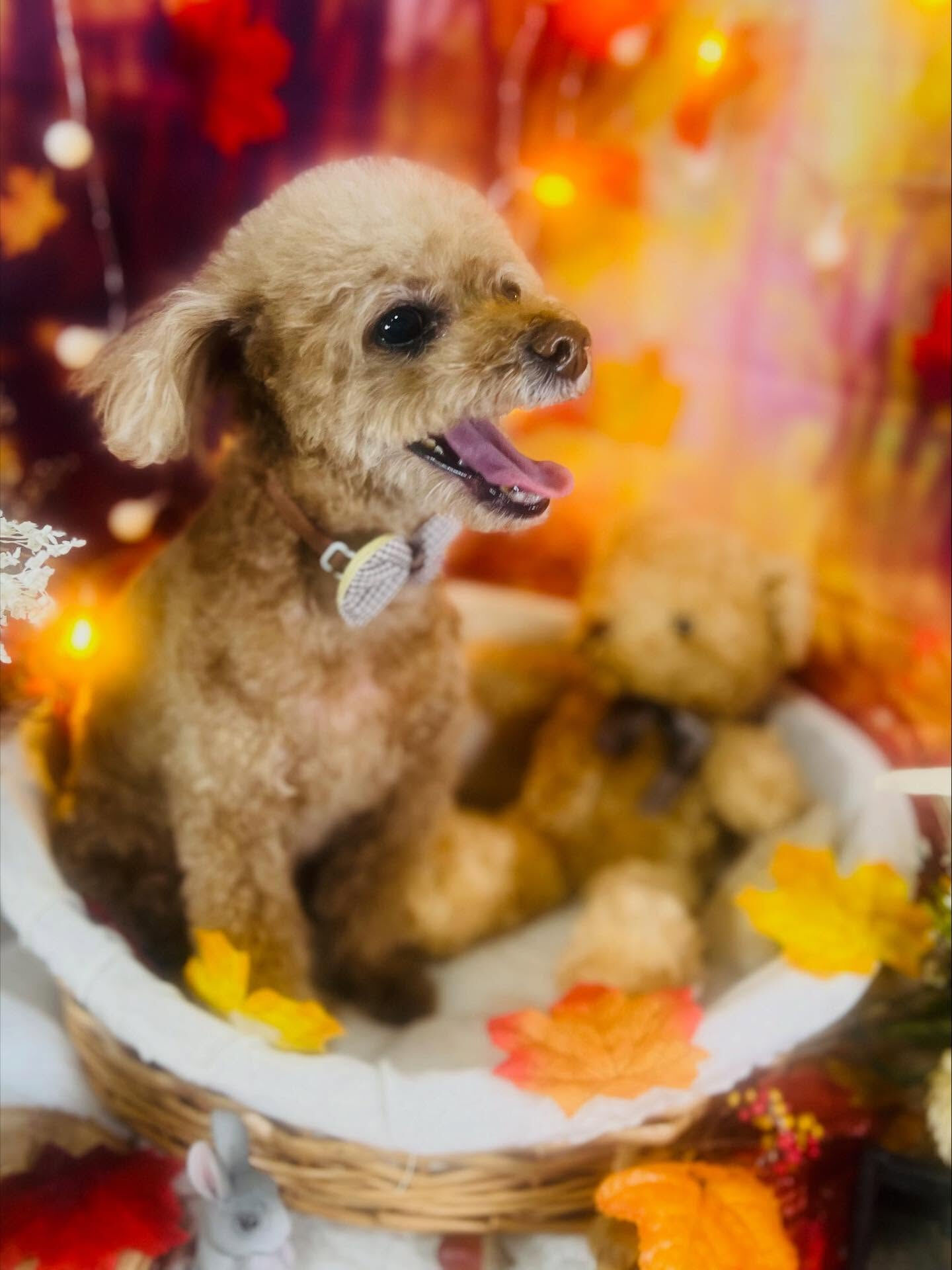 ご来店いただいたちこちゃんです🐶✨