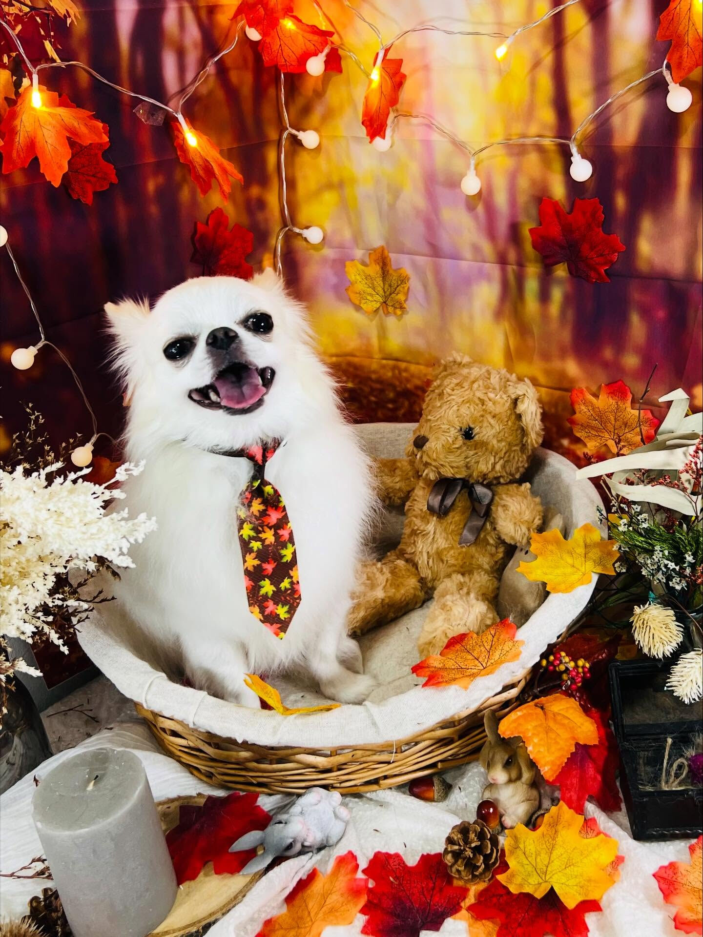 ご来店いただいたらてくんです🐶✨