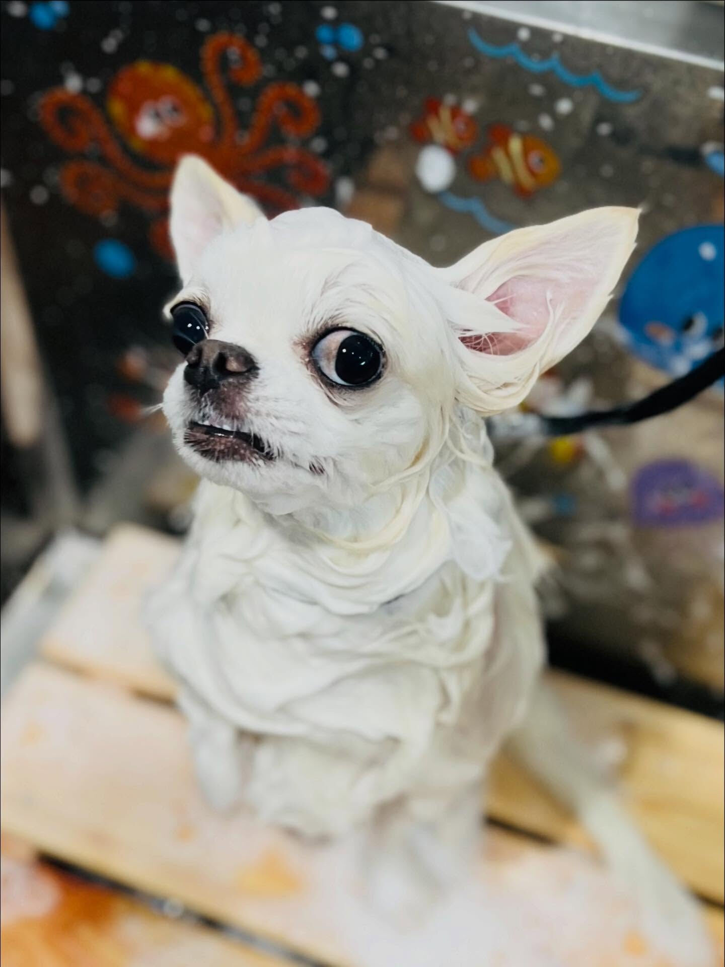 ご来店いただいたらてくんです🐶✨