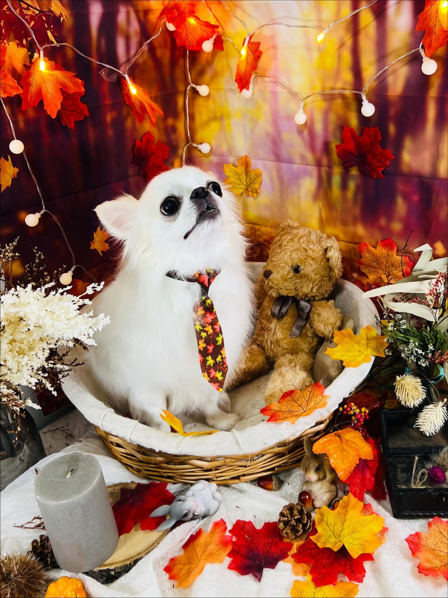 ご来店いただいたらてくんです🐶✨