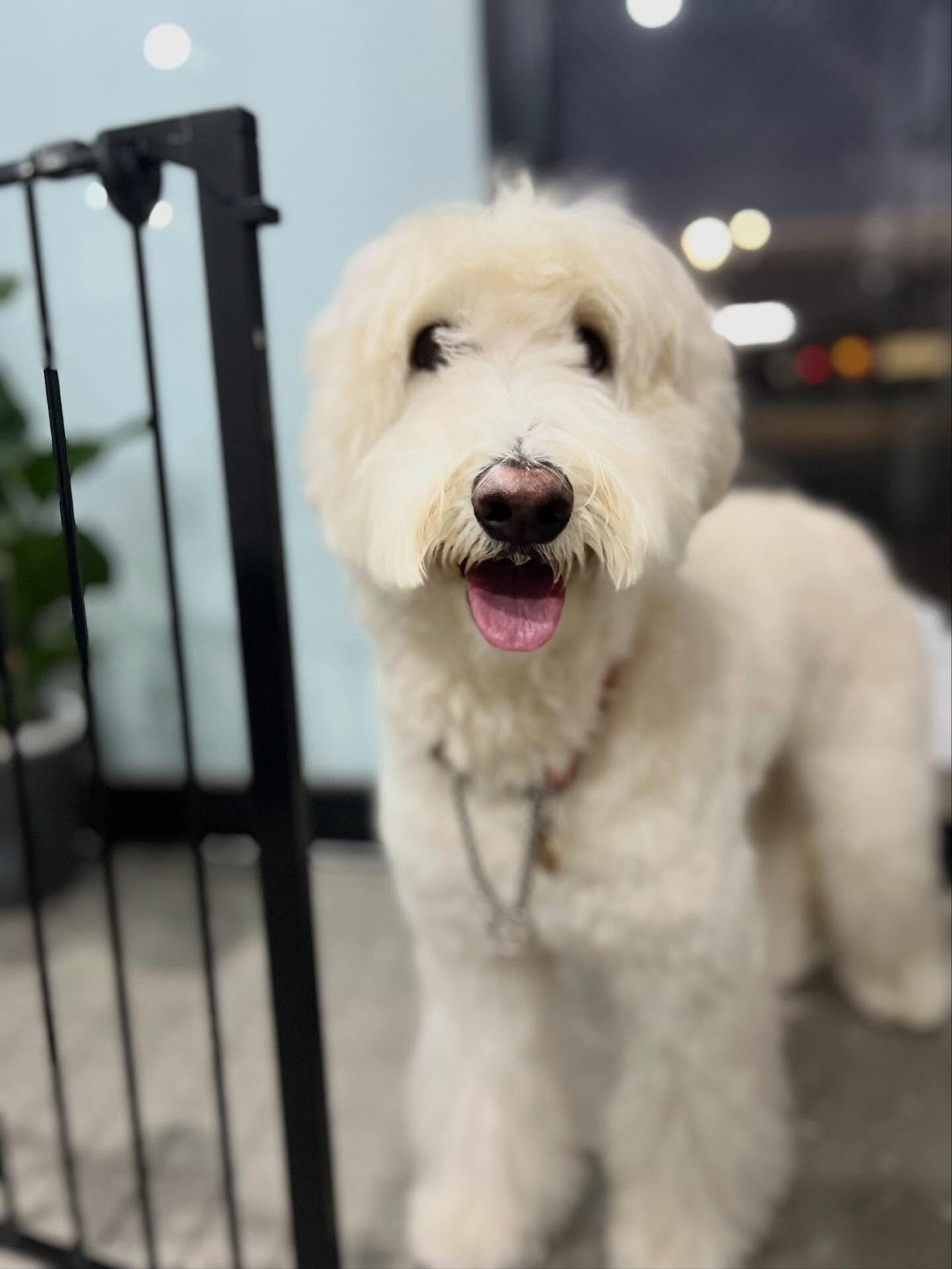 ご来店いただいたmoco ちゃんです🐶✨