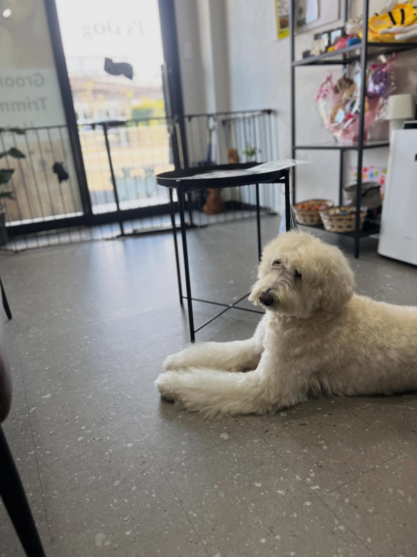 ご来店いただいたmoco ちゃんです🐶✨