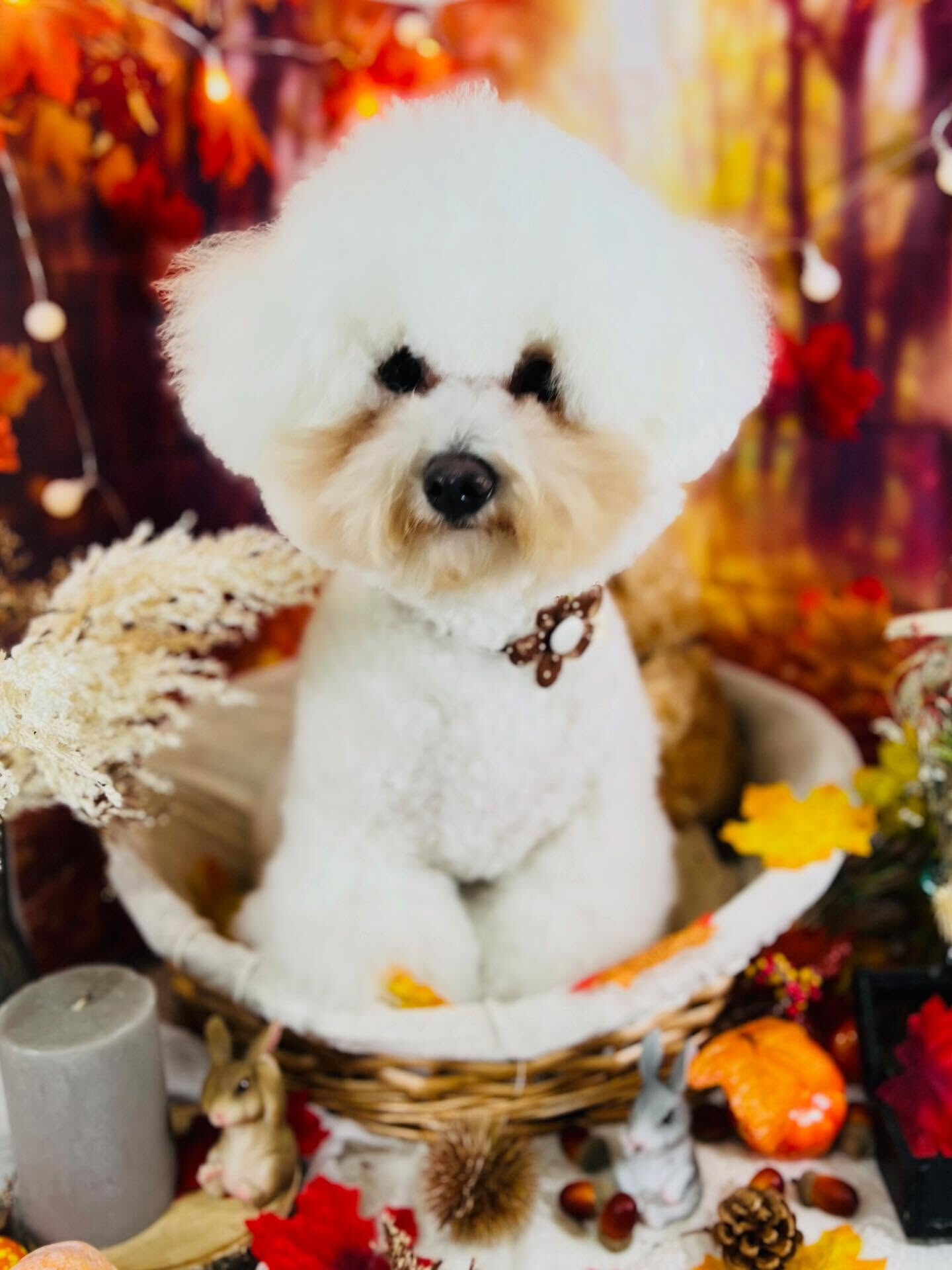 ご来店いただいたももちゃんです🐶✨