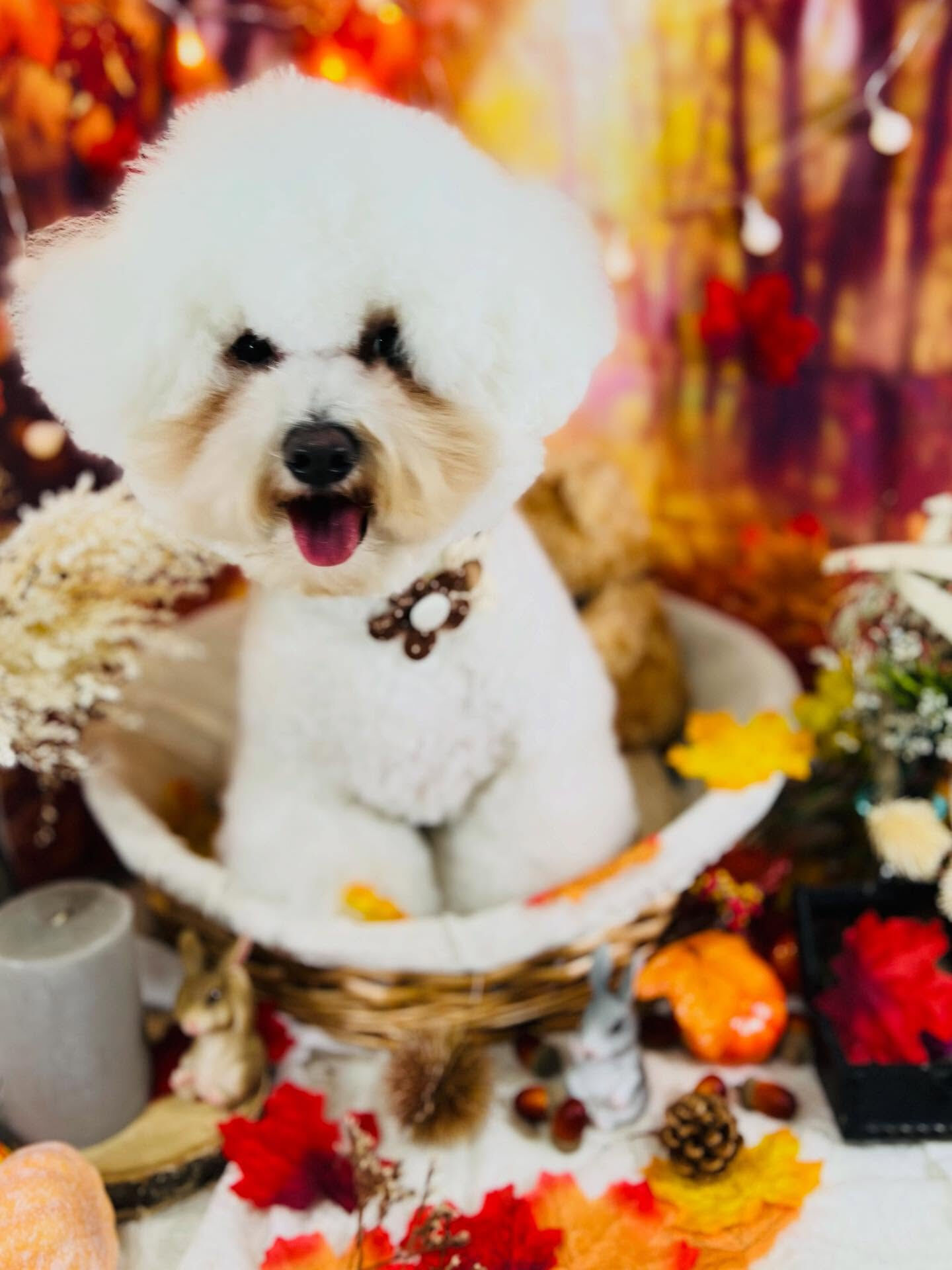 ご来店いただいたももちゃんです🐶✨